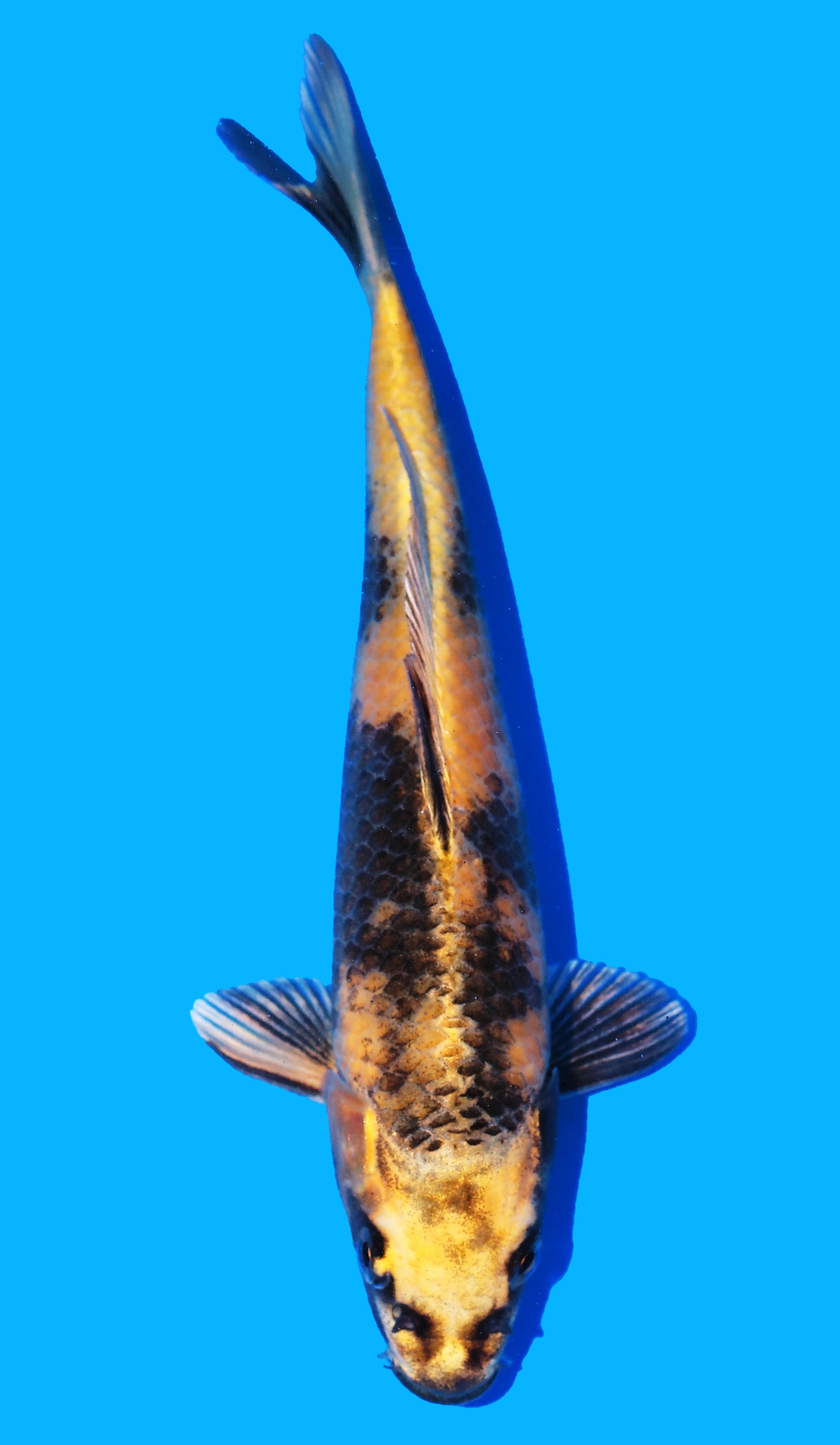 Photo of Kin Ki Utsuri Koi