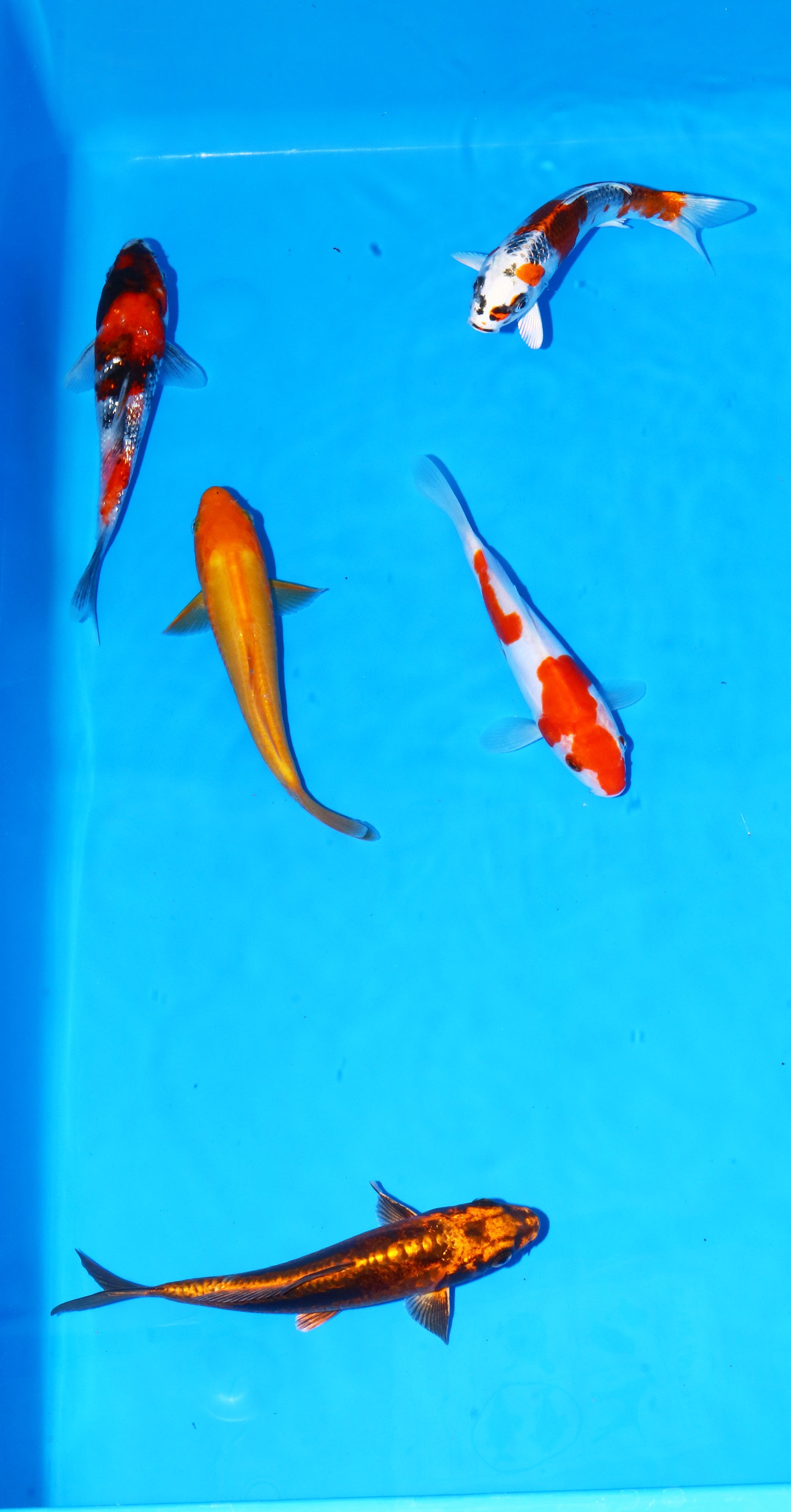Photo of TOSAI MIX Koi