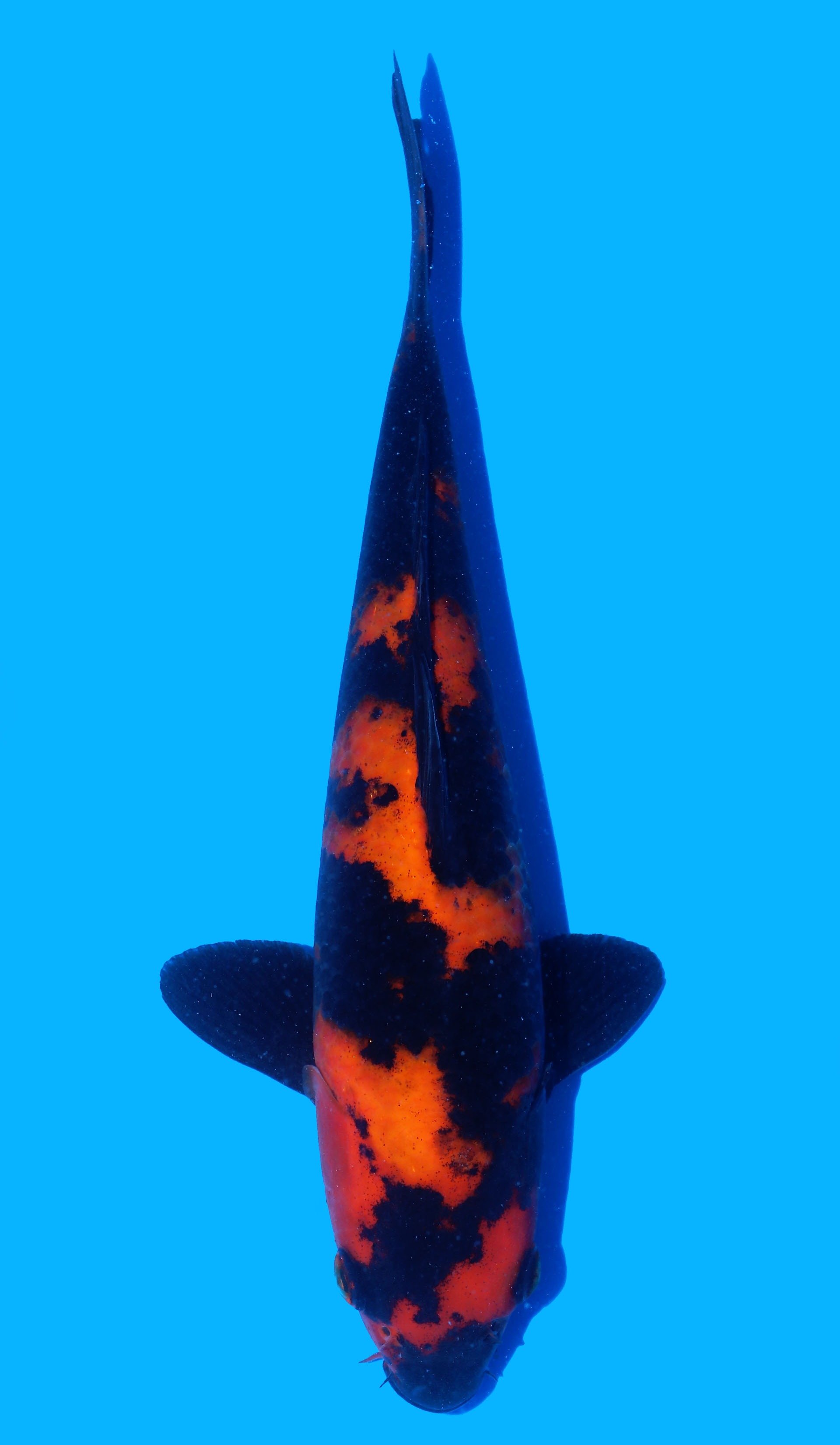 Photo of a koi fish