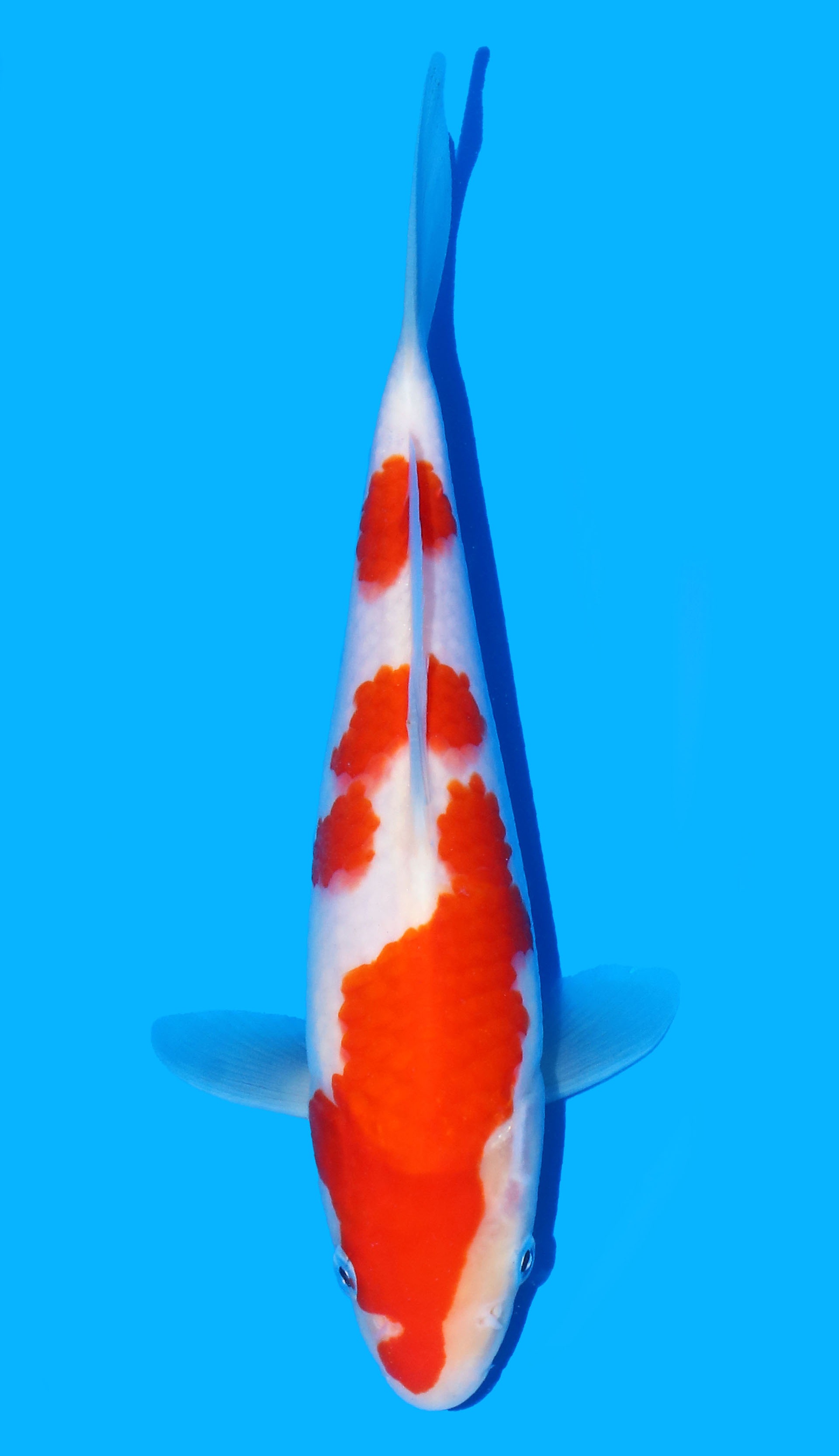 Photo of Kohaku Koi