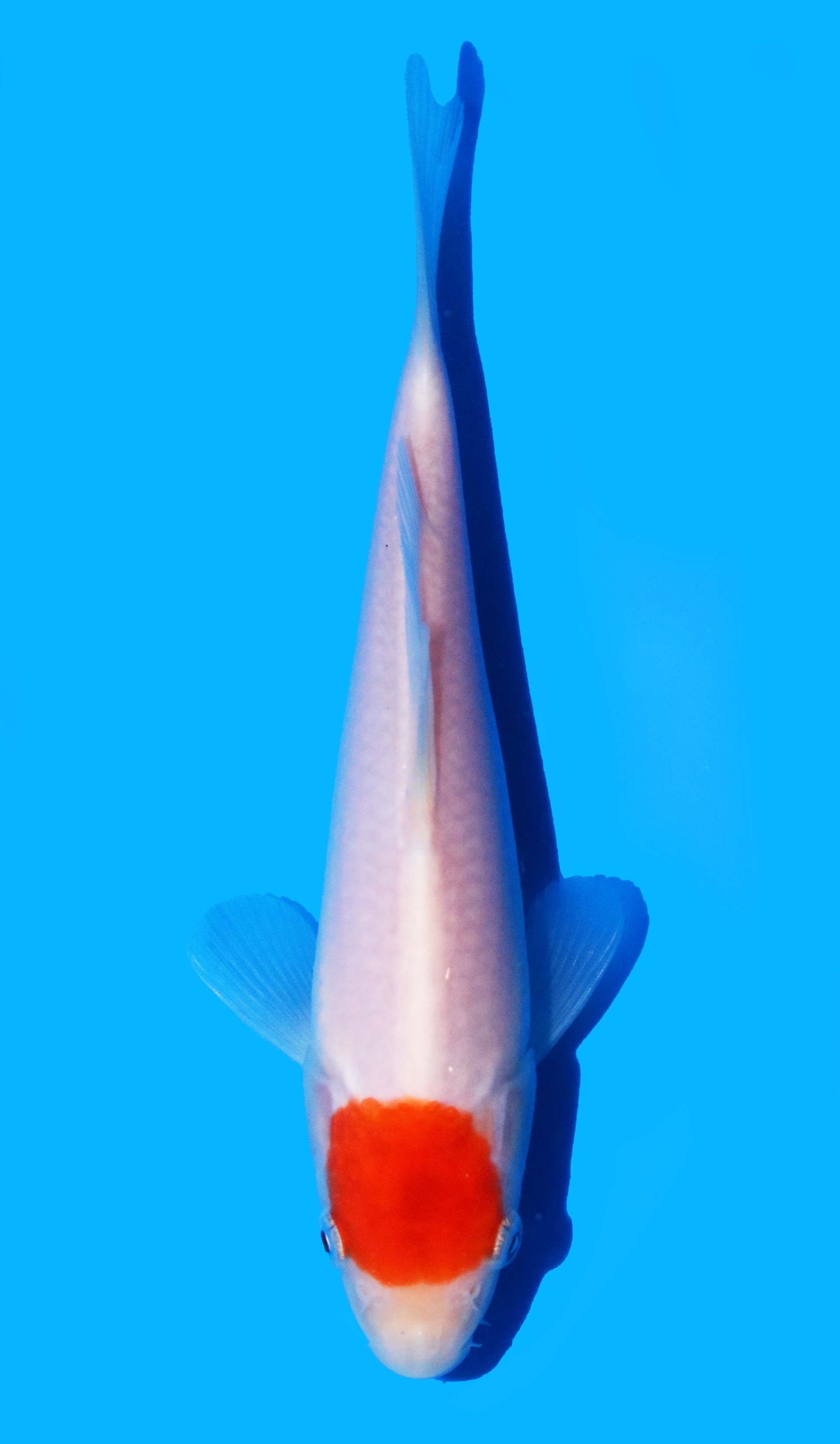 Photo of Tancho Kohaku Koi