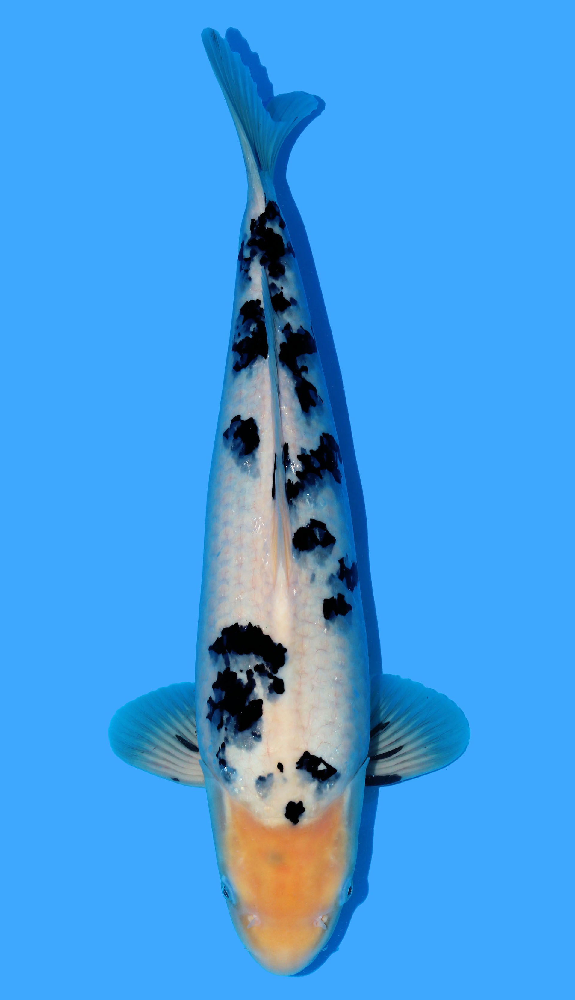 Photo of Shiro Bekko Koi