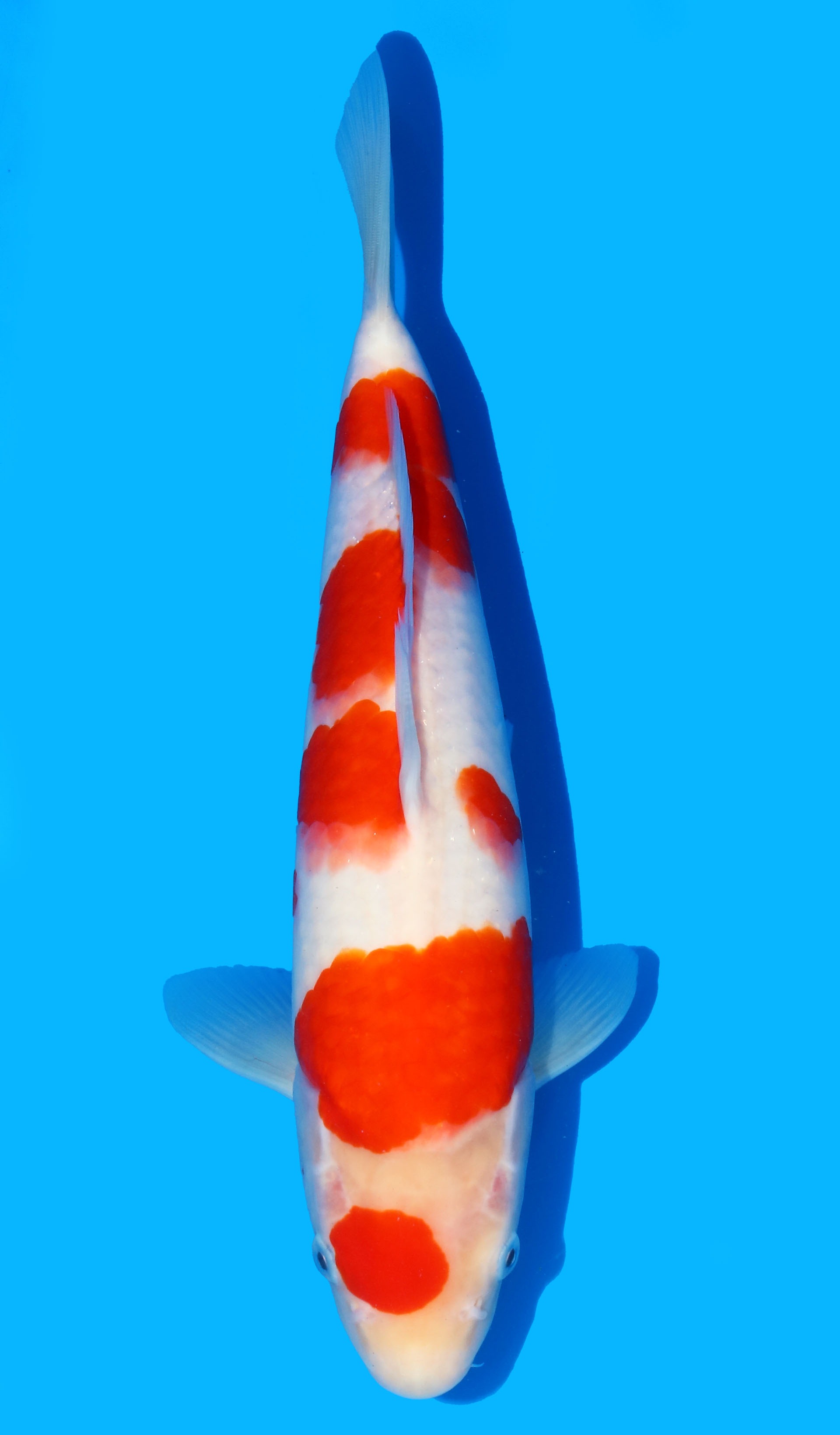 Photo of Kohaku Koi
