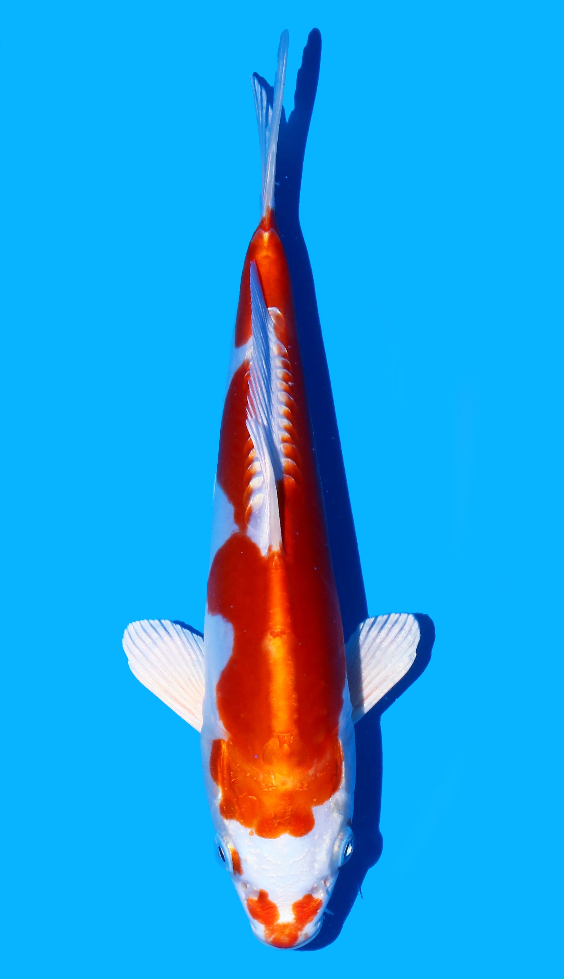 Photo of Kikusui Koi