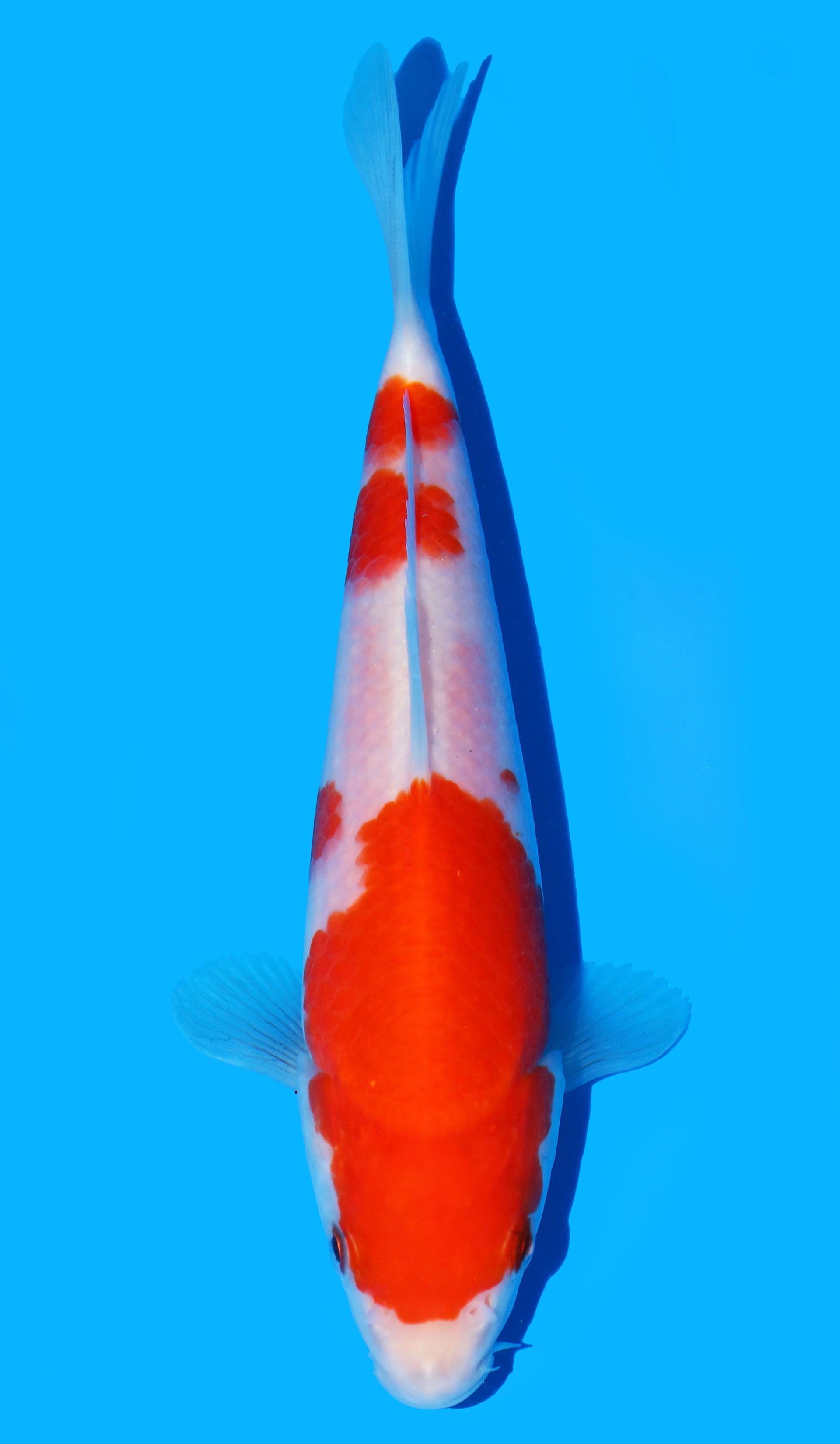 Photo of Kohaku  Koi