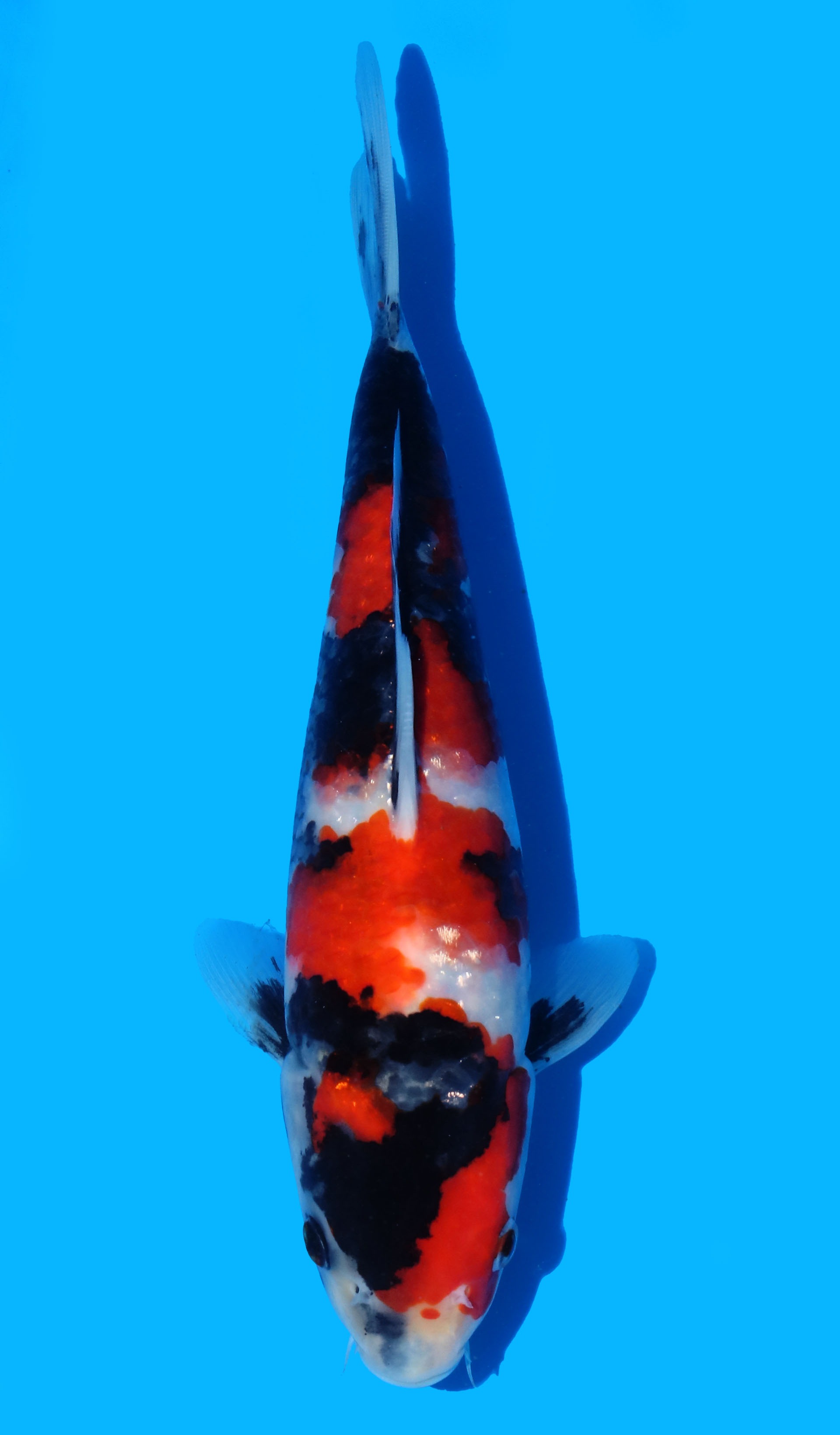 Photo of Showa Koi
