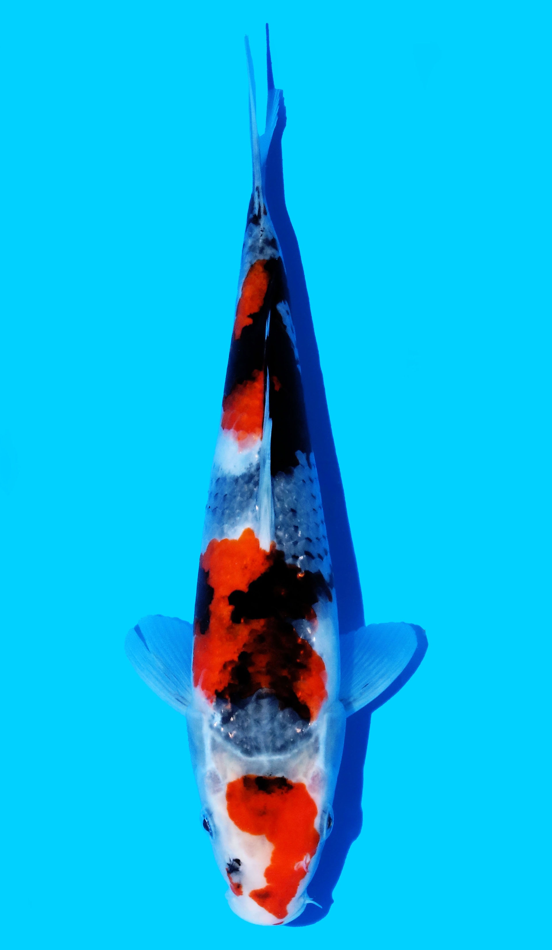 Photo of Showa Koi