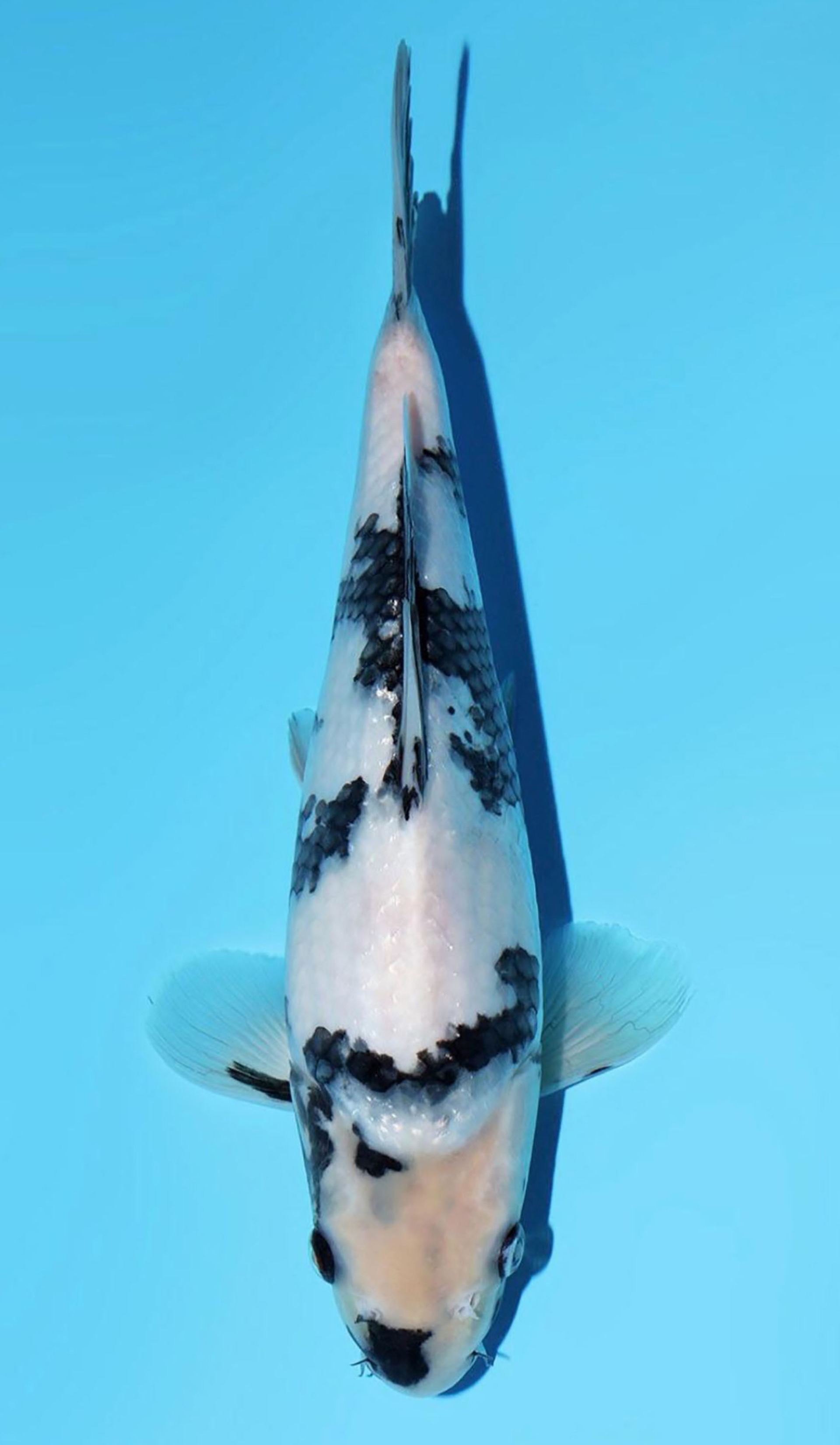 Photo of Shiro Utsuri  Koi