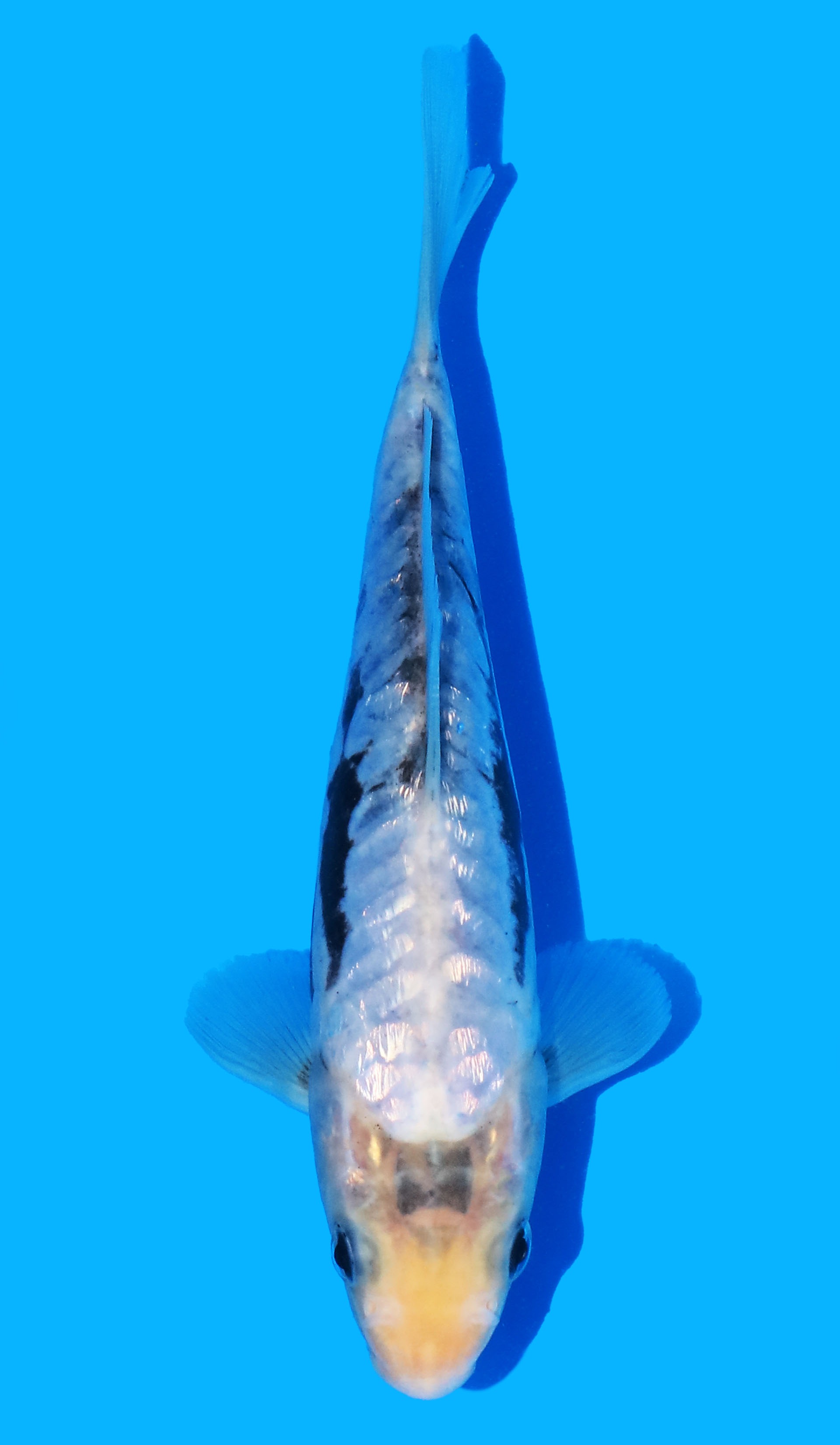 Photo of a koi fish