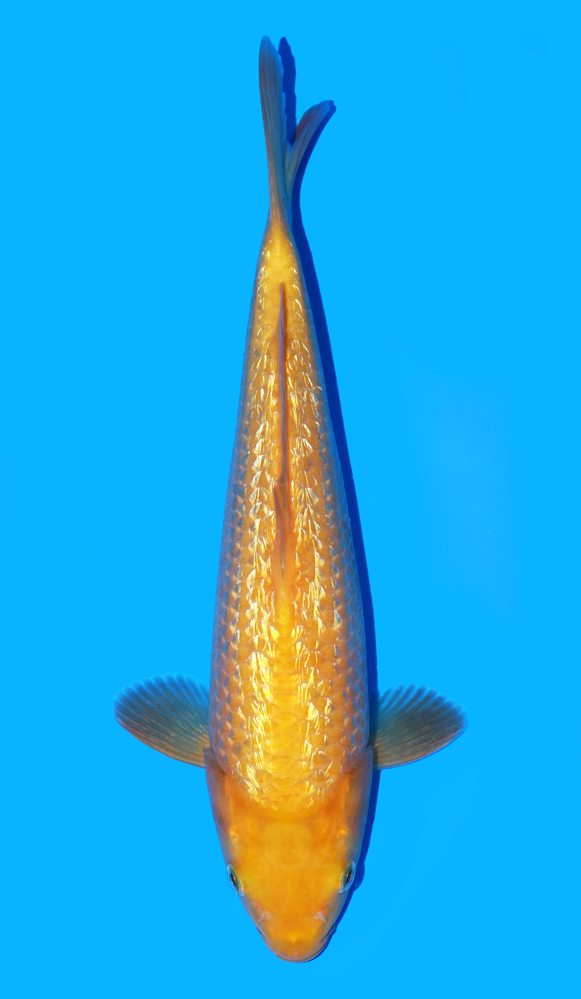 Photo of Yellow Monkey Koi