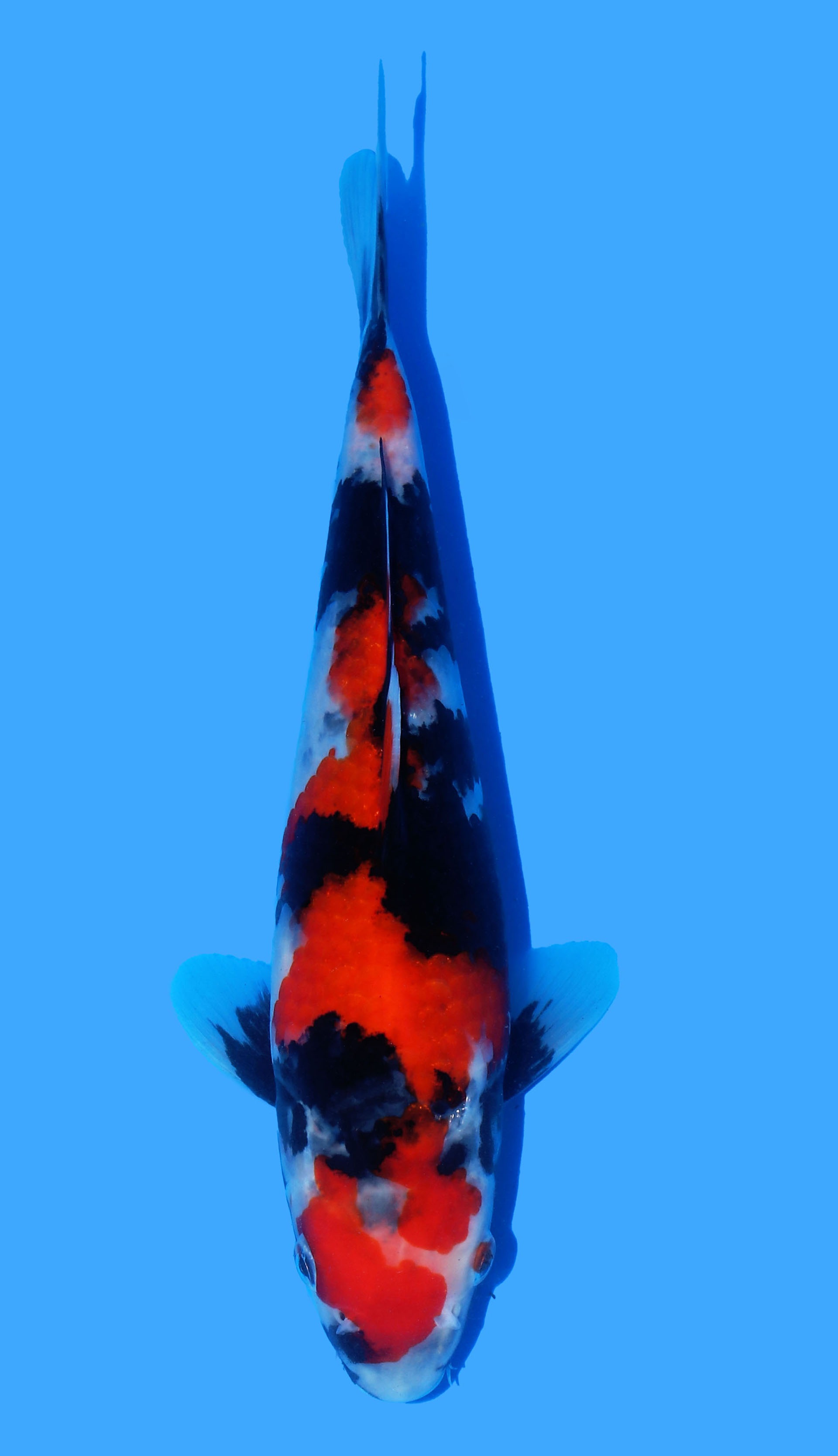 Photo of Showa Koi