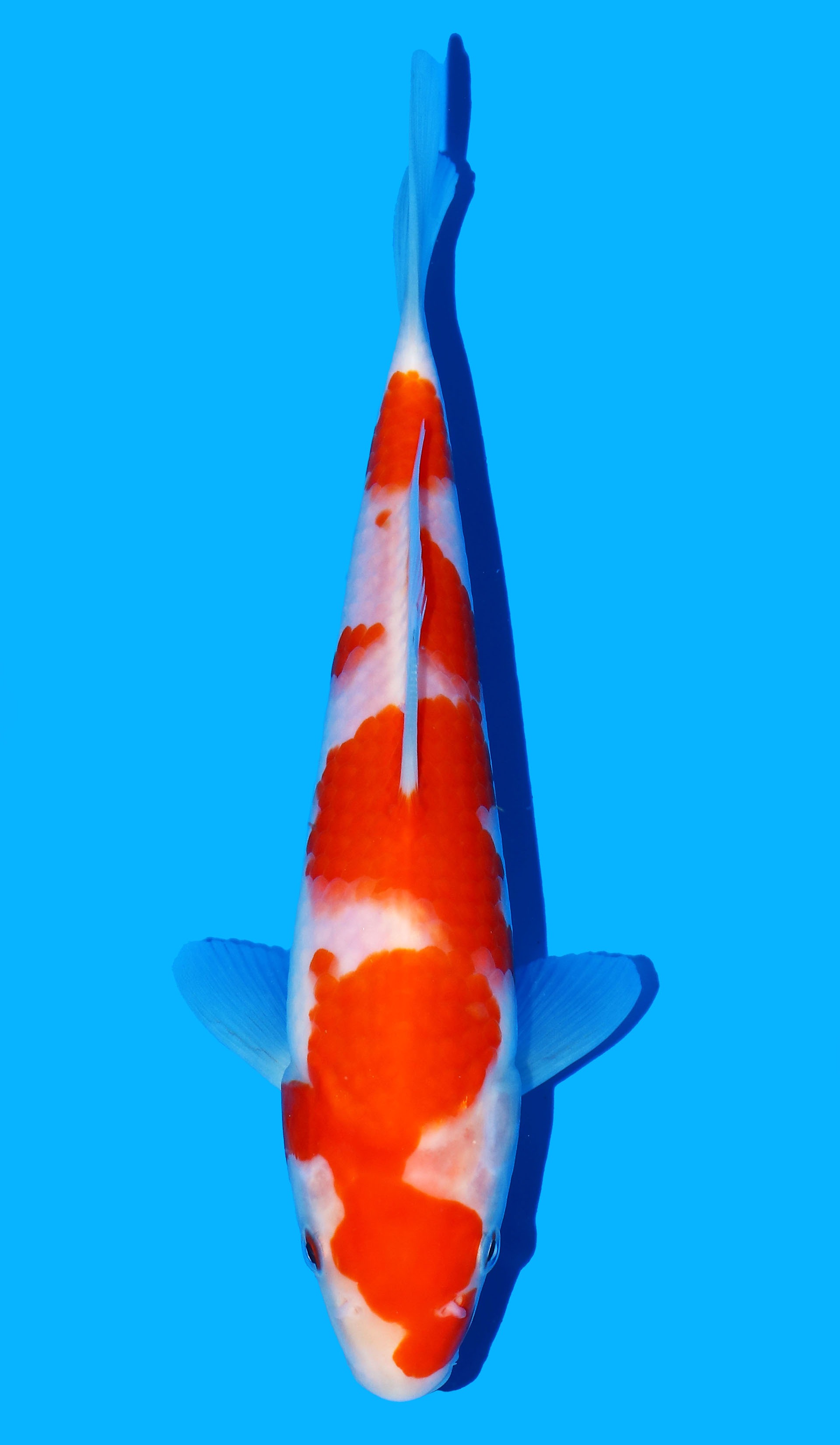 Photo of Maruyama Kohaku  Koi