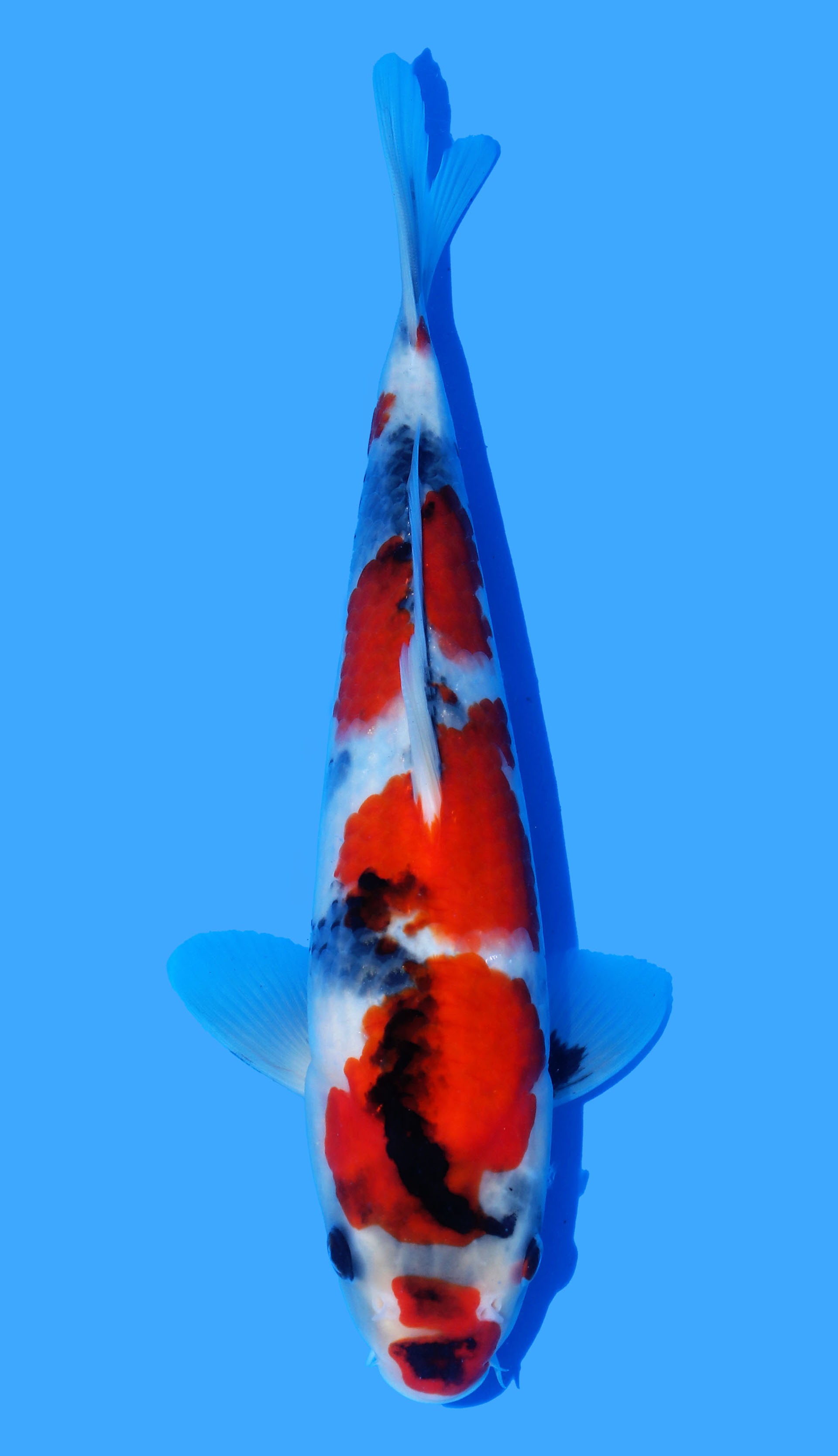 Photo of Showa Koi