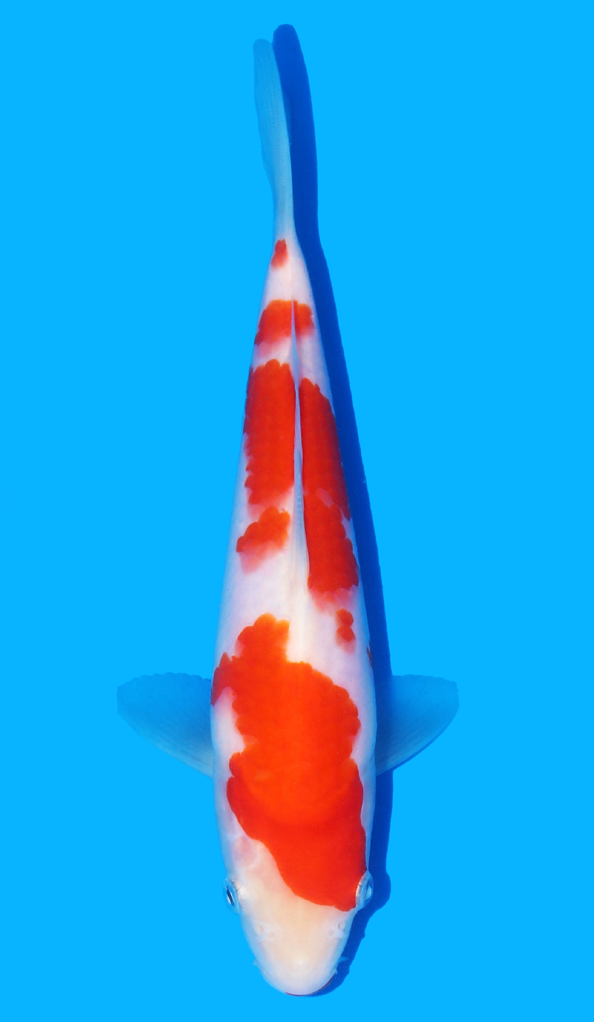 Photo of Kohaku Koi