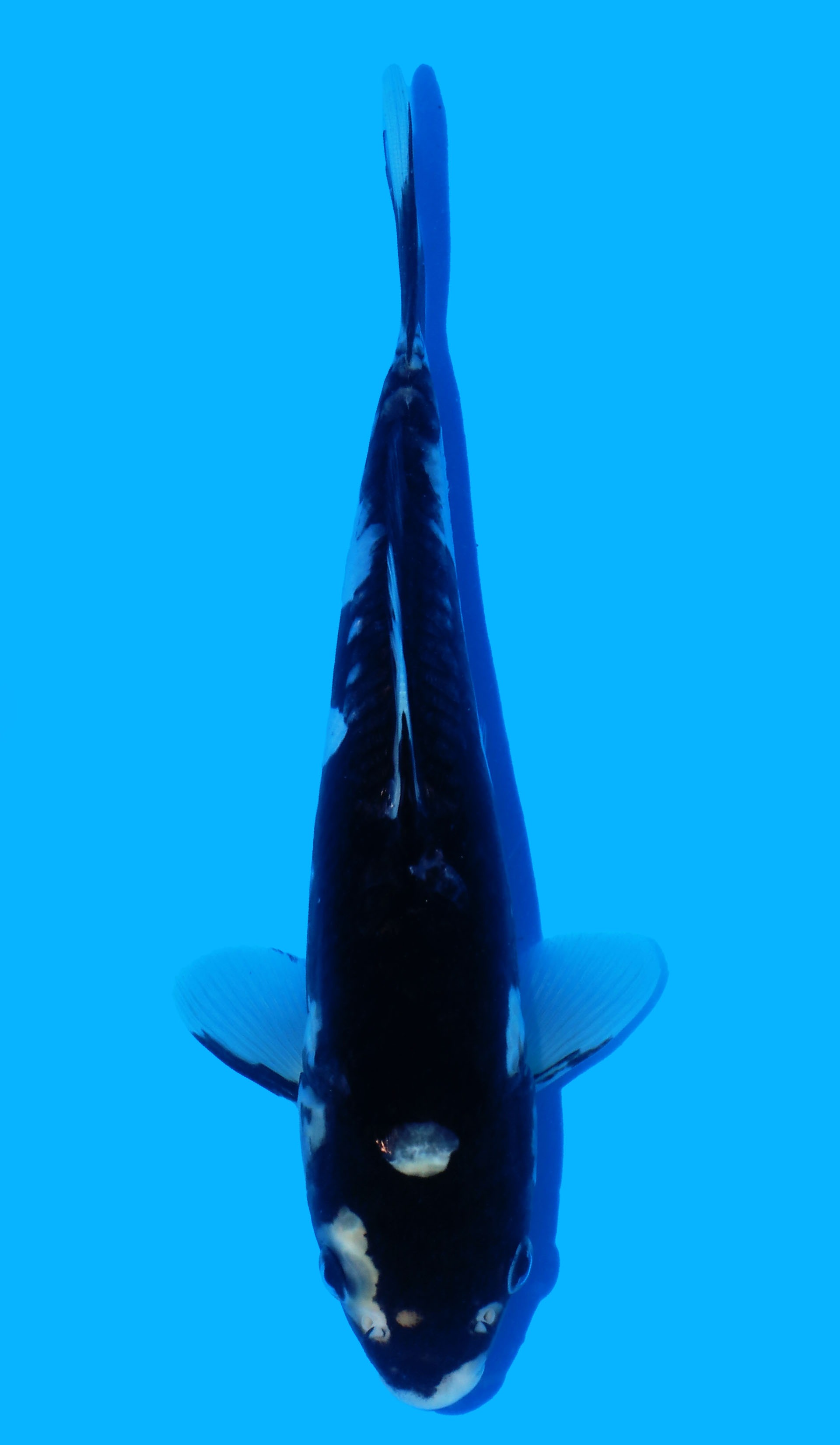 Photo of Aragoke Kumonryu Koi