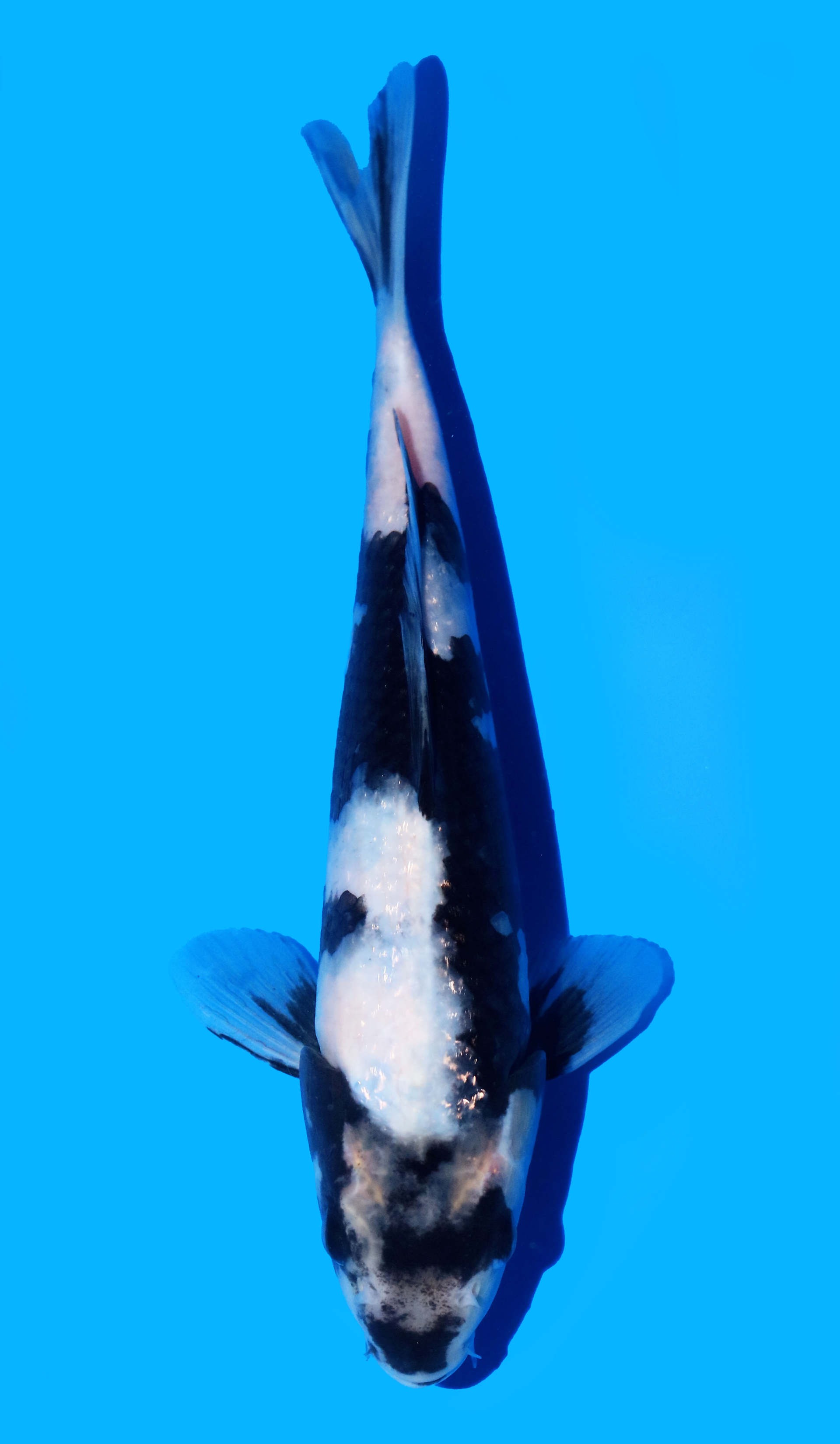 Photo of Shiro Utsuri Koi