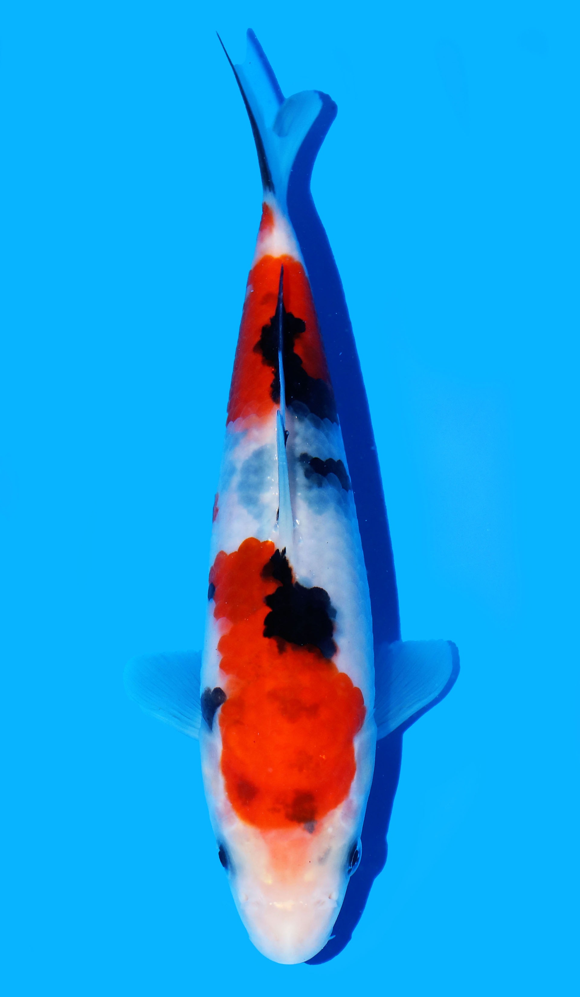 Photo of a koi fish