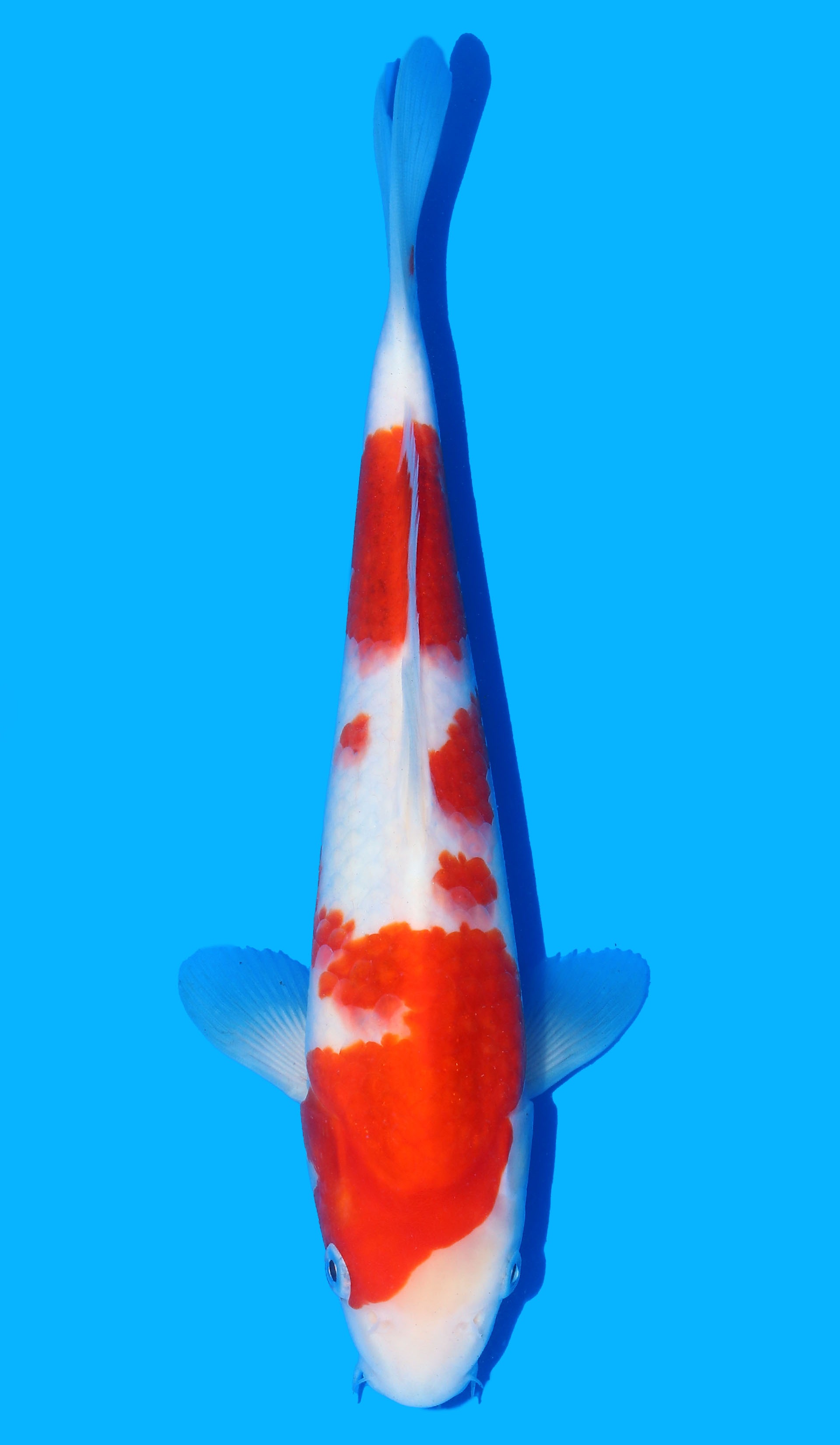 Photo of Ai Goromo Koi