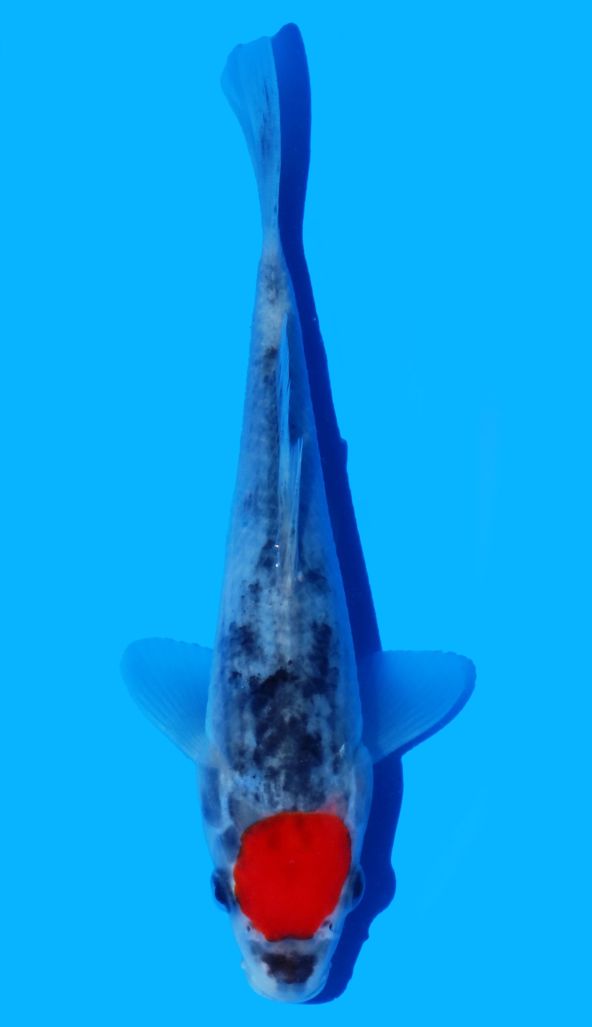 Photo of Tancho Goshiki Koi
