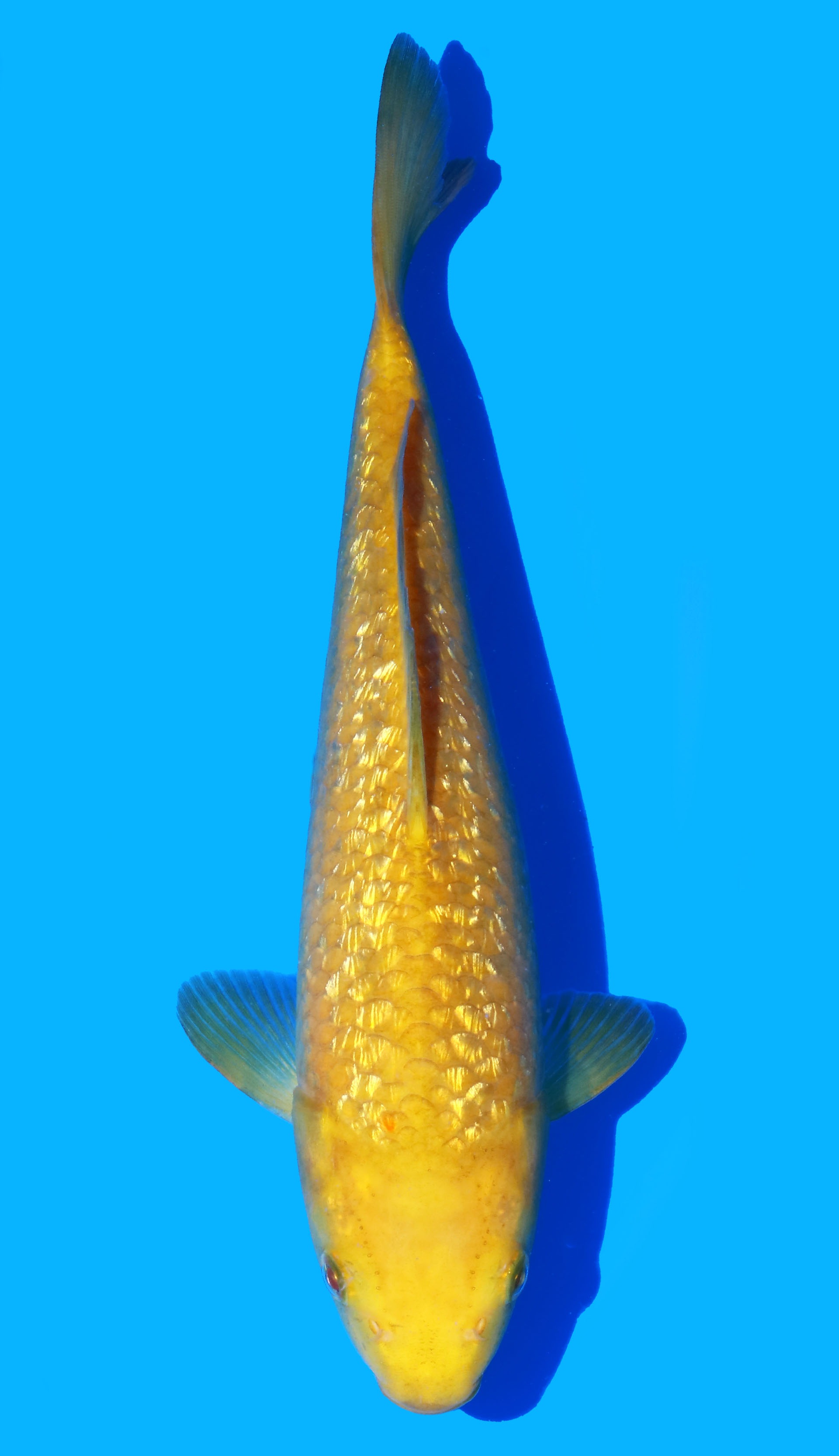 Photo of Gin Rin Karashigoi Koi