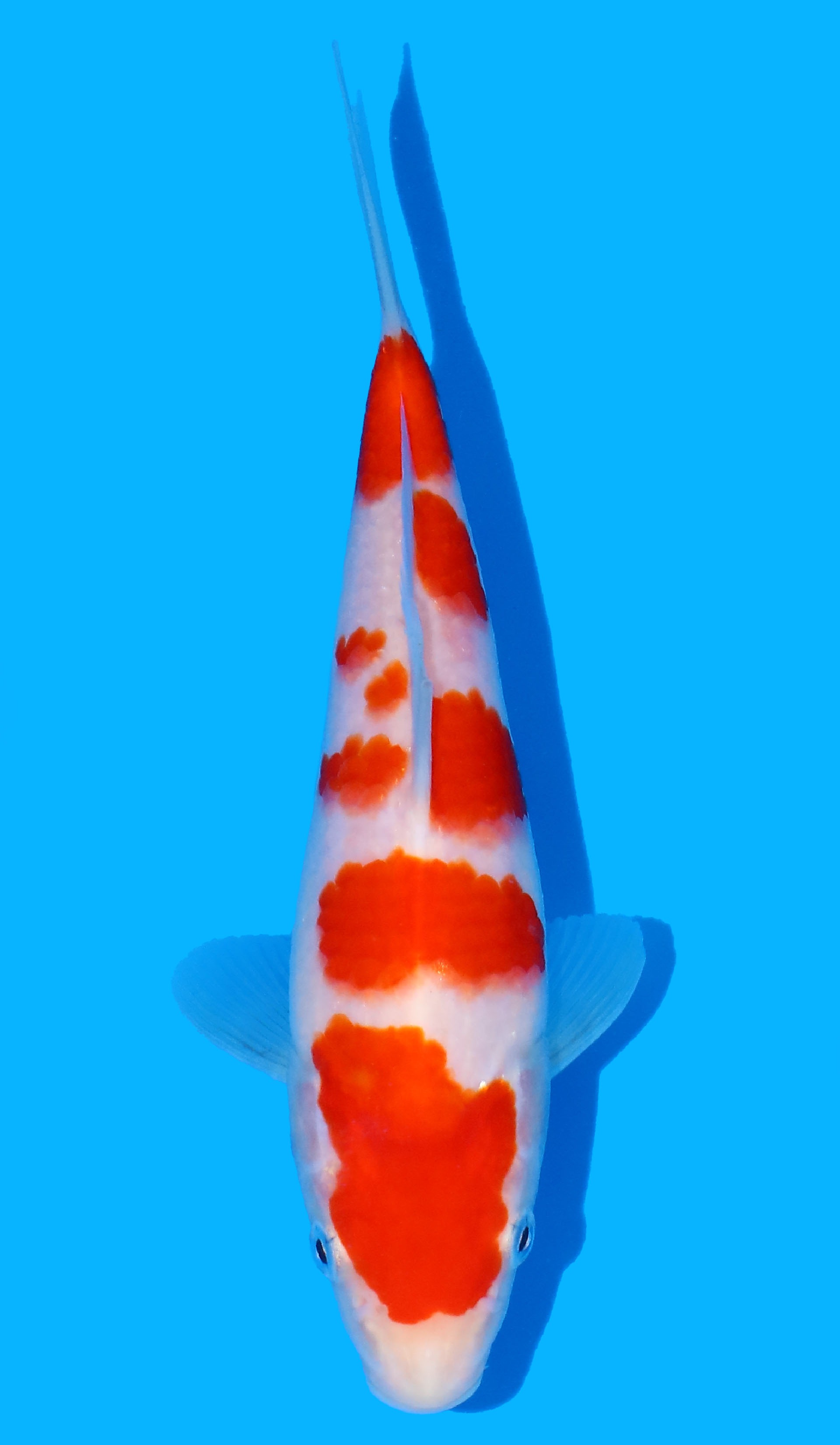 Photo of a koi fish