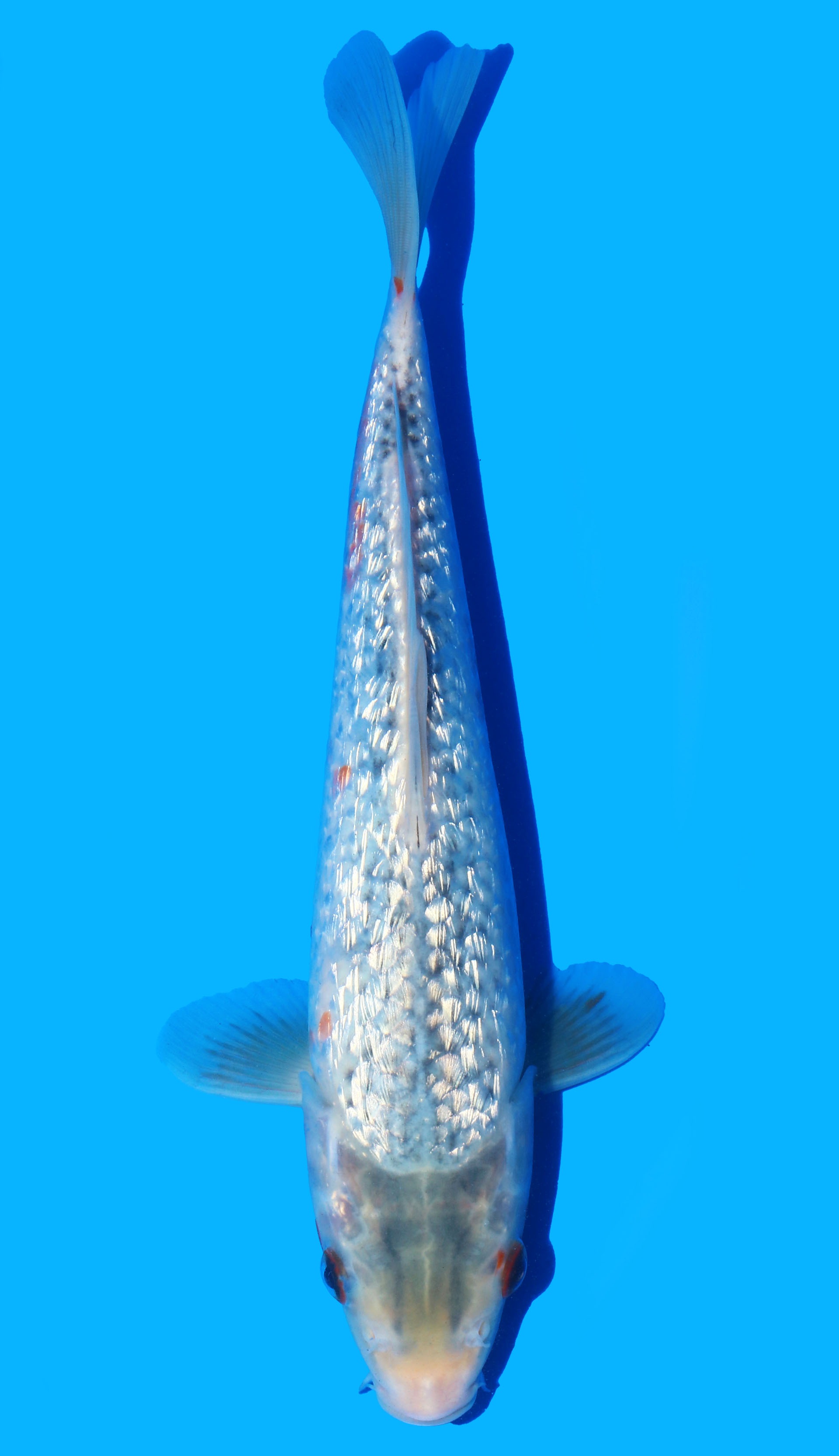 ぬん　奏50個 Gotoh Aged Nickel Vintage Deluxe 3-on-a-Strip Tuners TK-0700-007