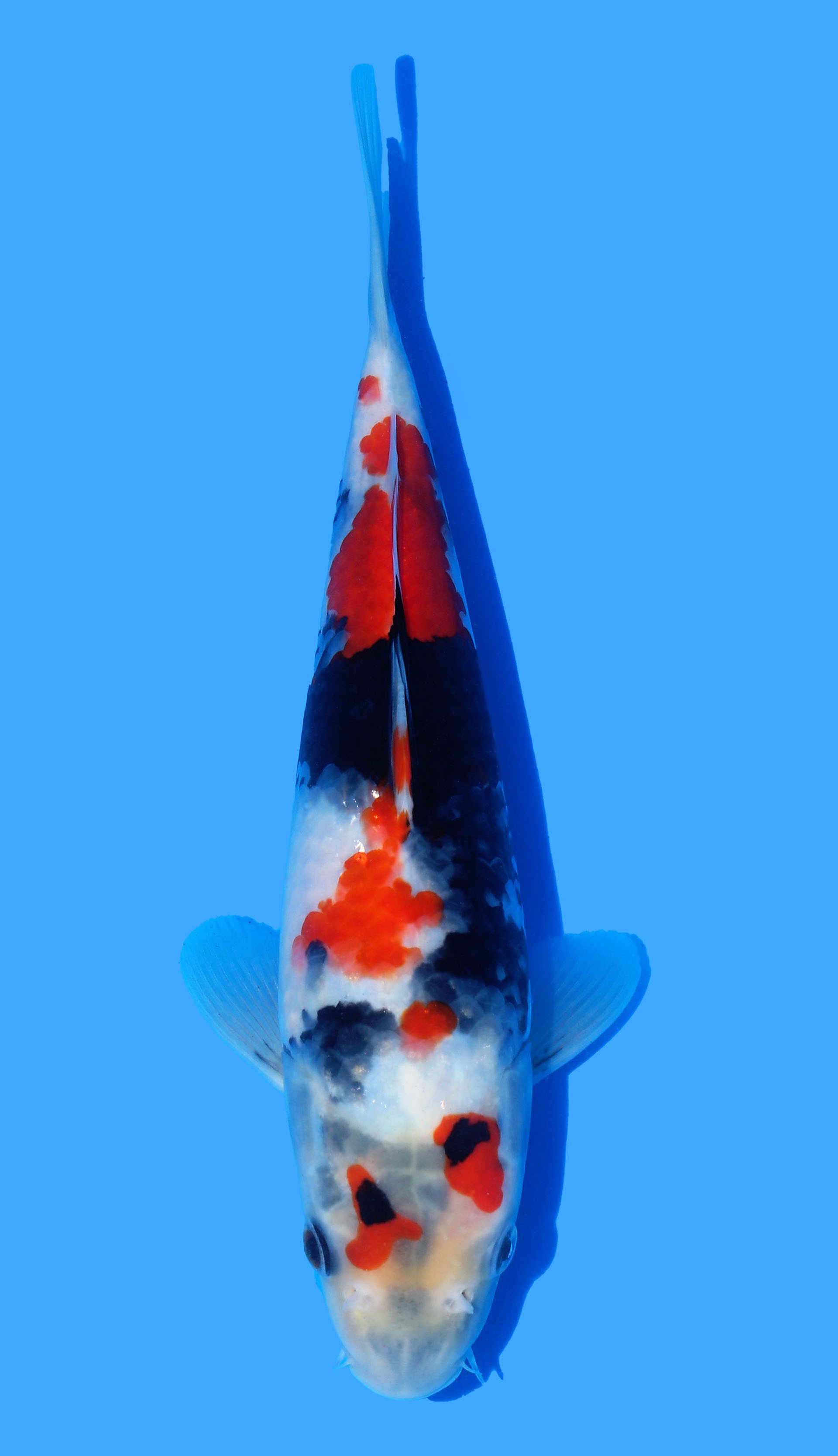 Photo of Showa Koi