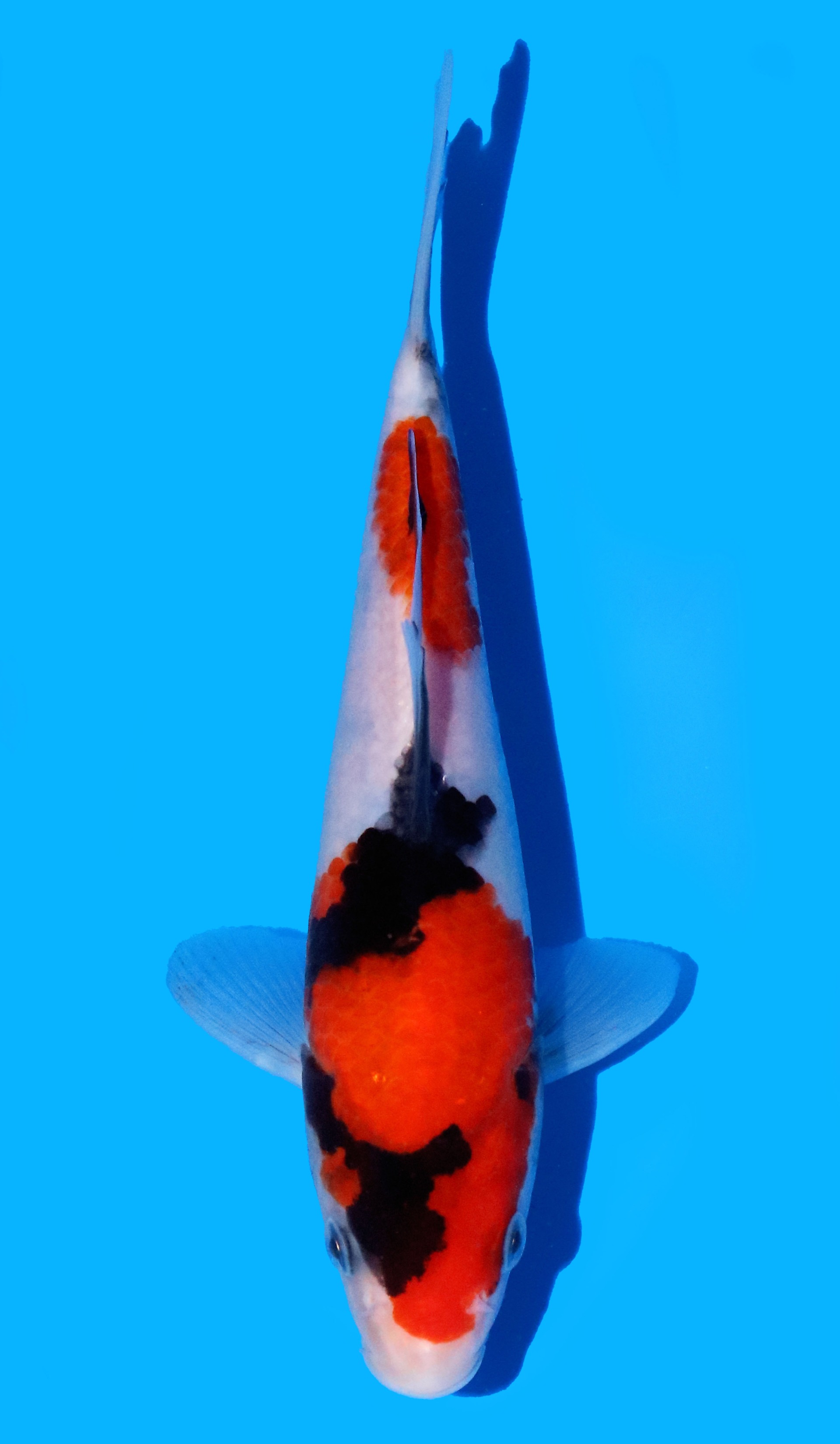 Photo of Showa Koi