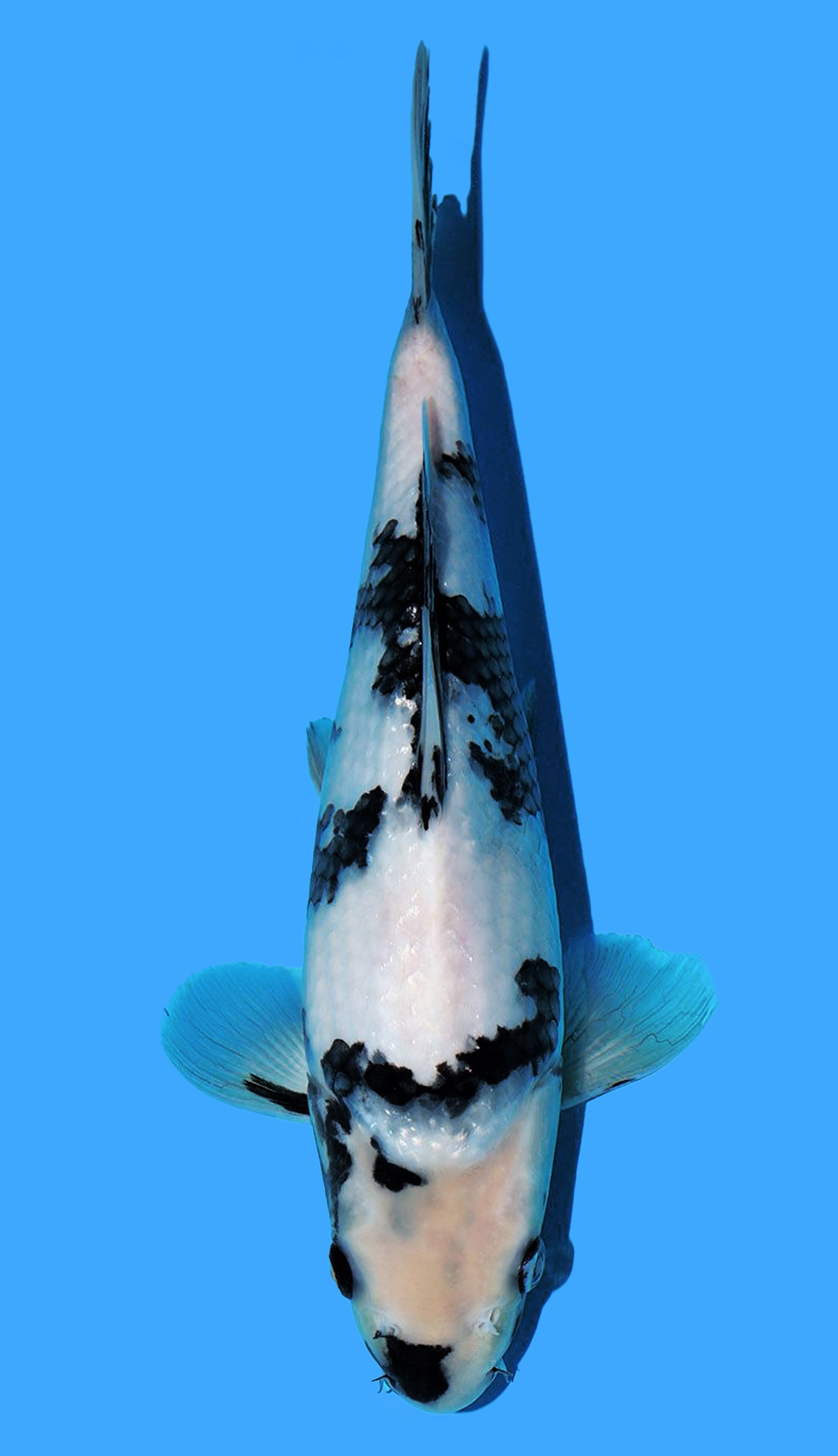 Photo of Shiro Utsuri Koi
