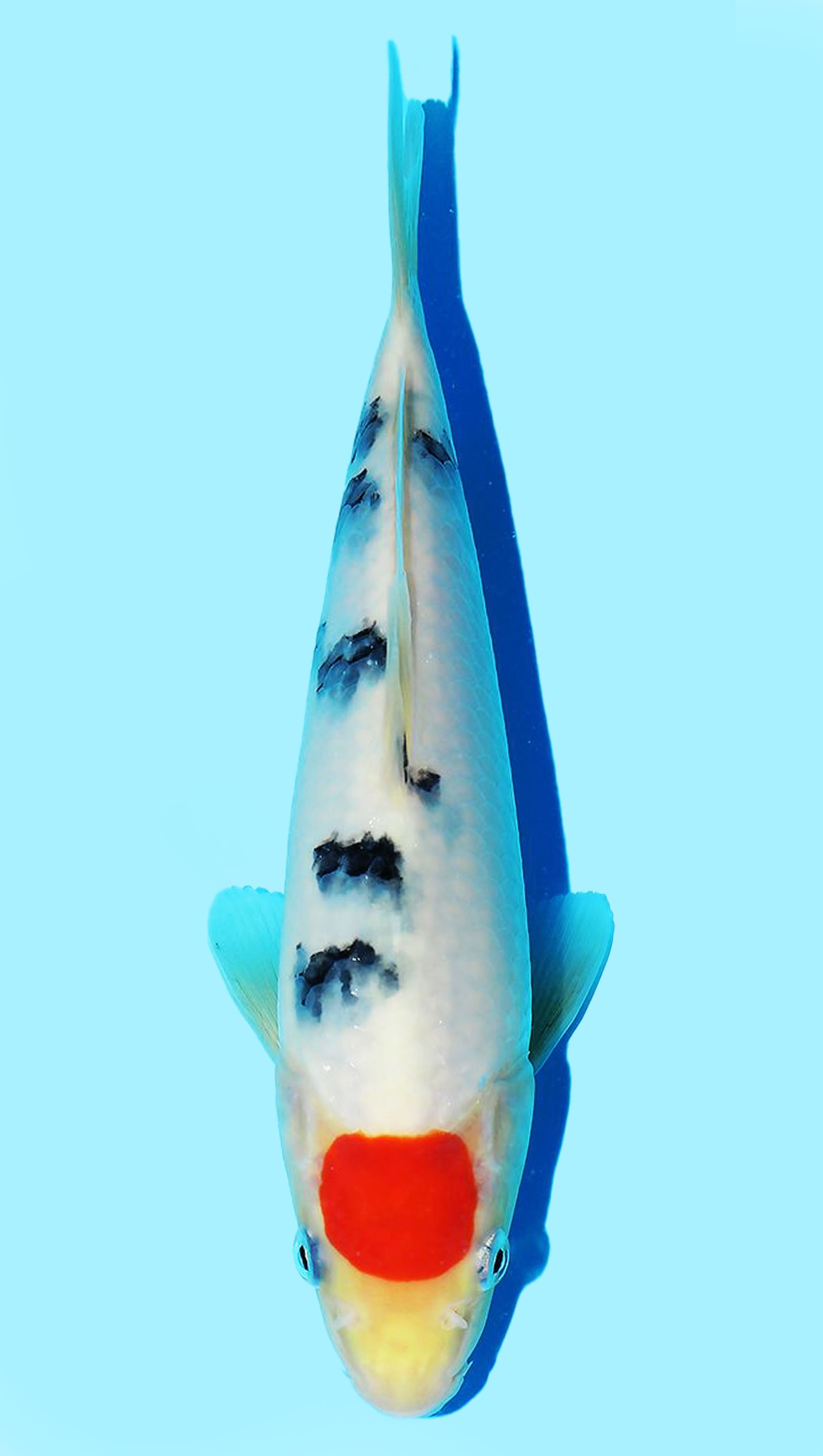 Photo of Tancho Sanke Koi