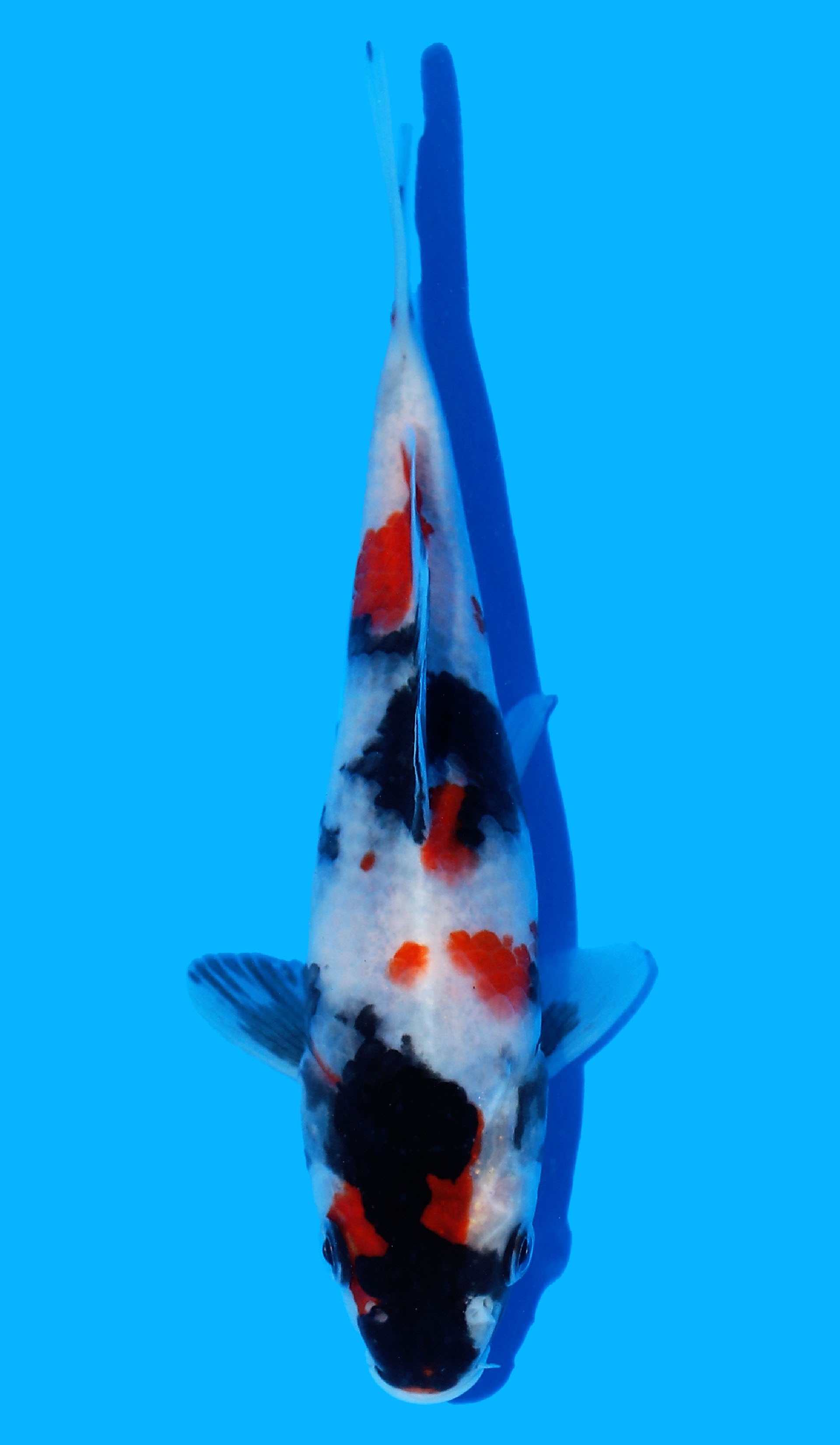 Photo of Kindai Showa Koi