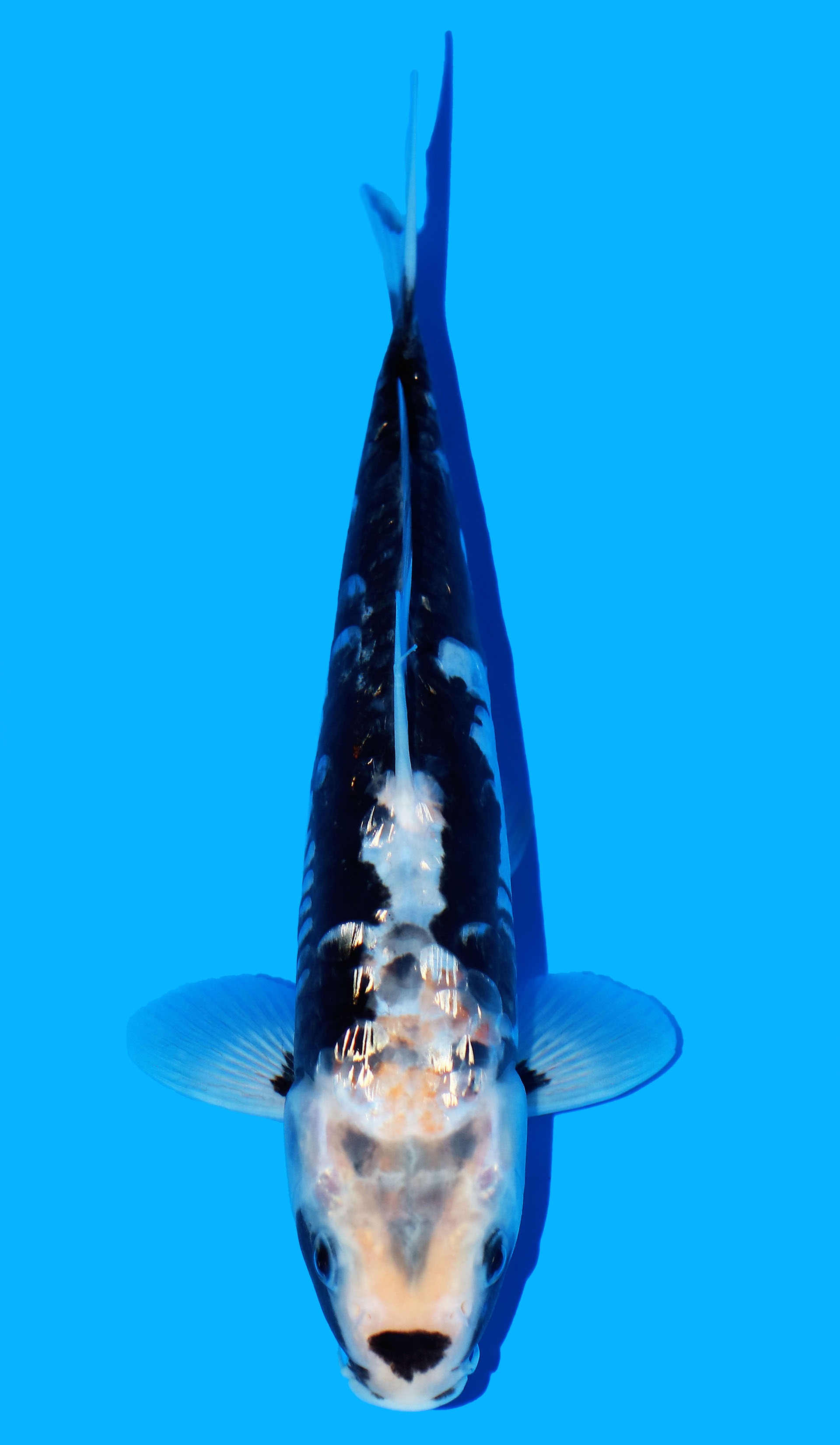 Photo of Gin Rin Aragoke Kumonryu - Black Dragon  Koi