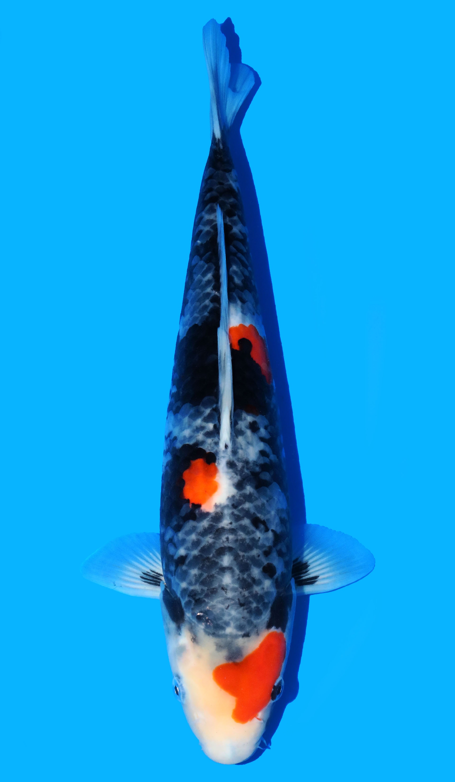 Photo of Showa Koi