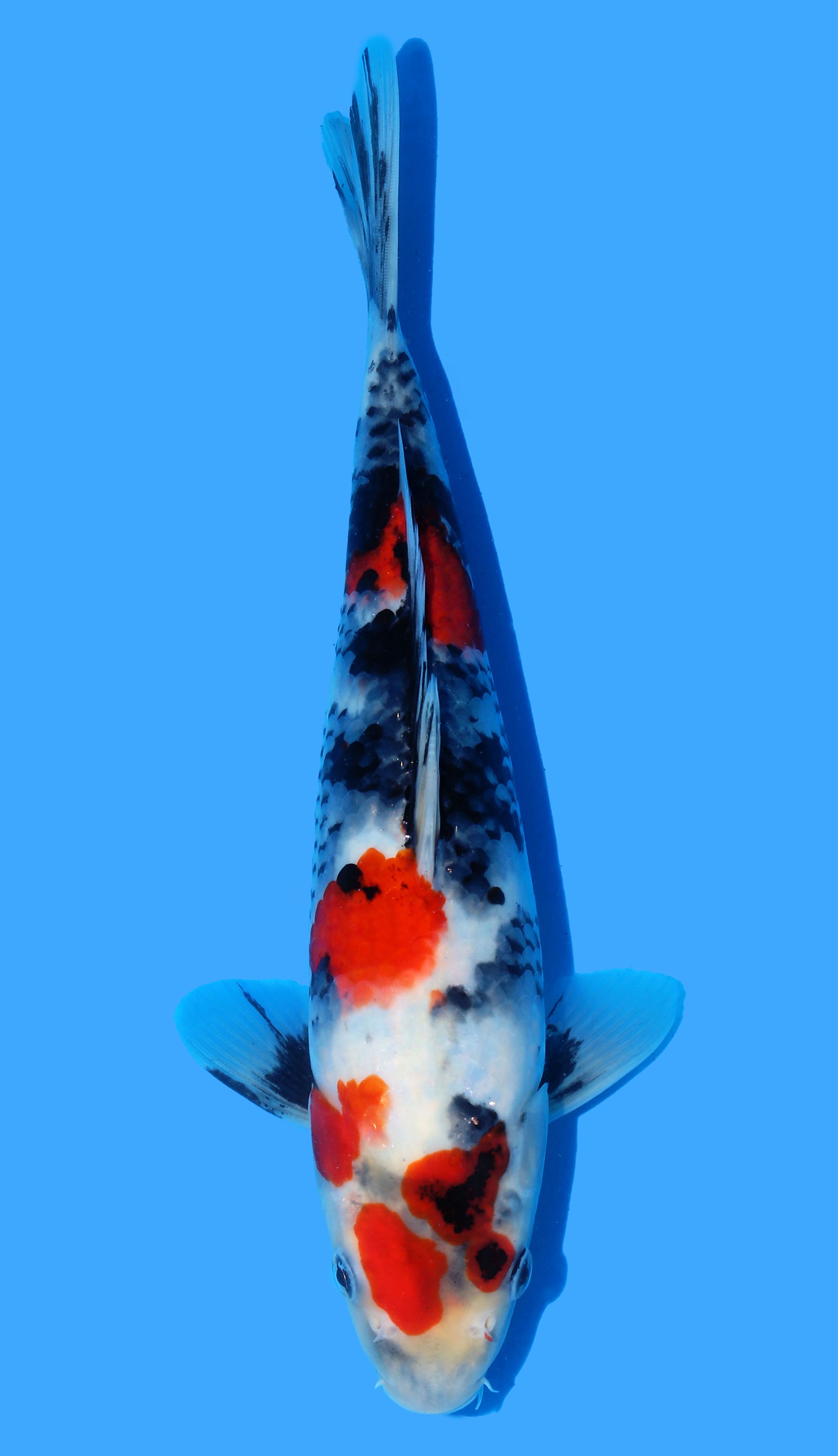Photo of Kindai Showa Koi