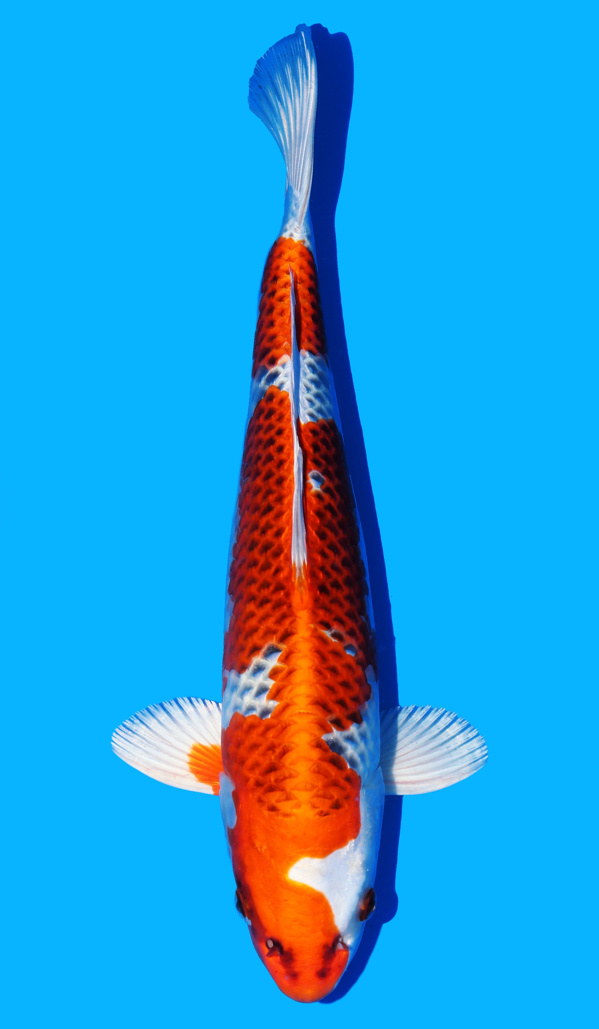 Photo of a koi fish