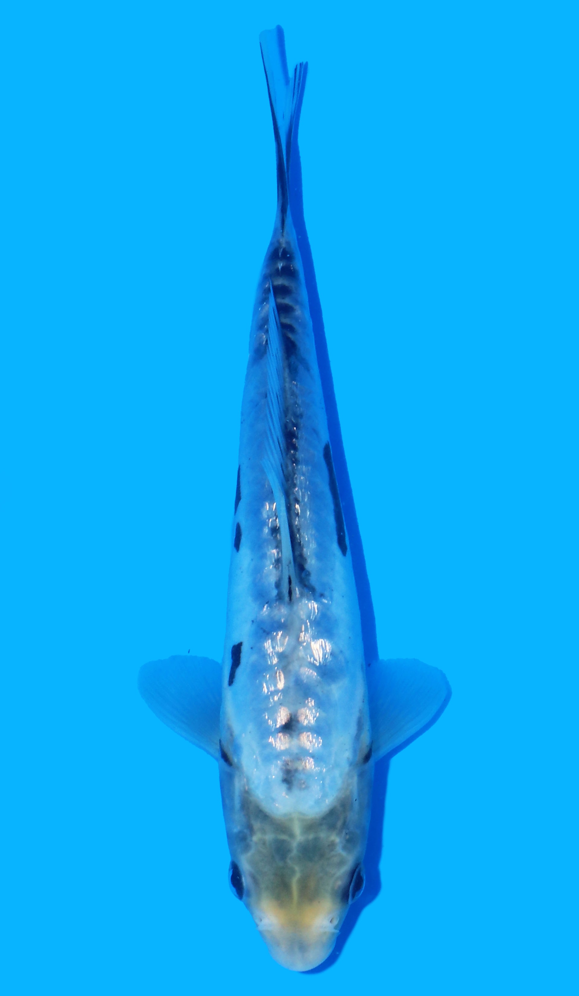 Photo of Aragoke Kumnoryu Koi