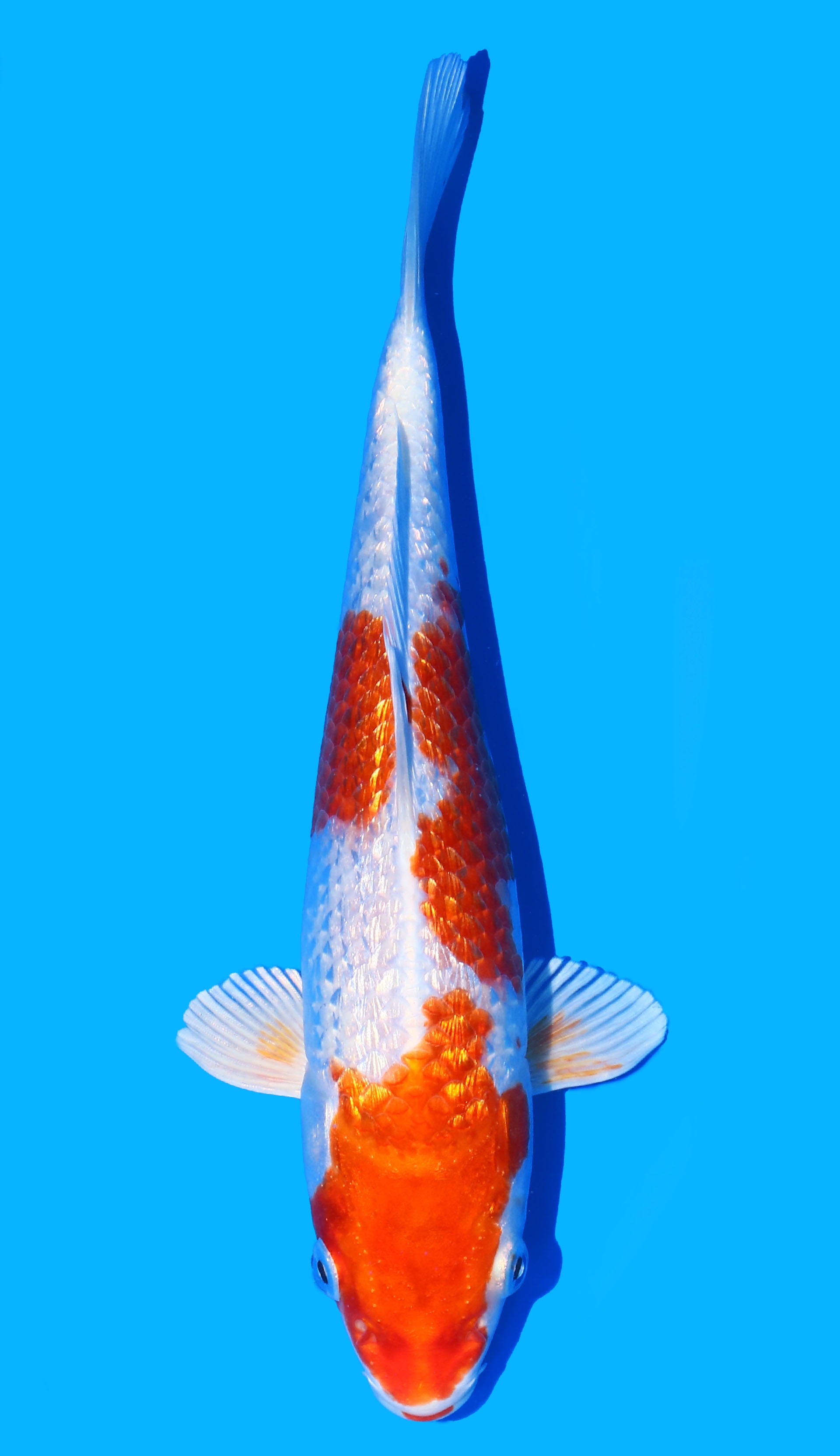 Photo of Gin Rin Sakura Ogon Koi