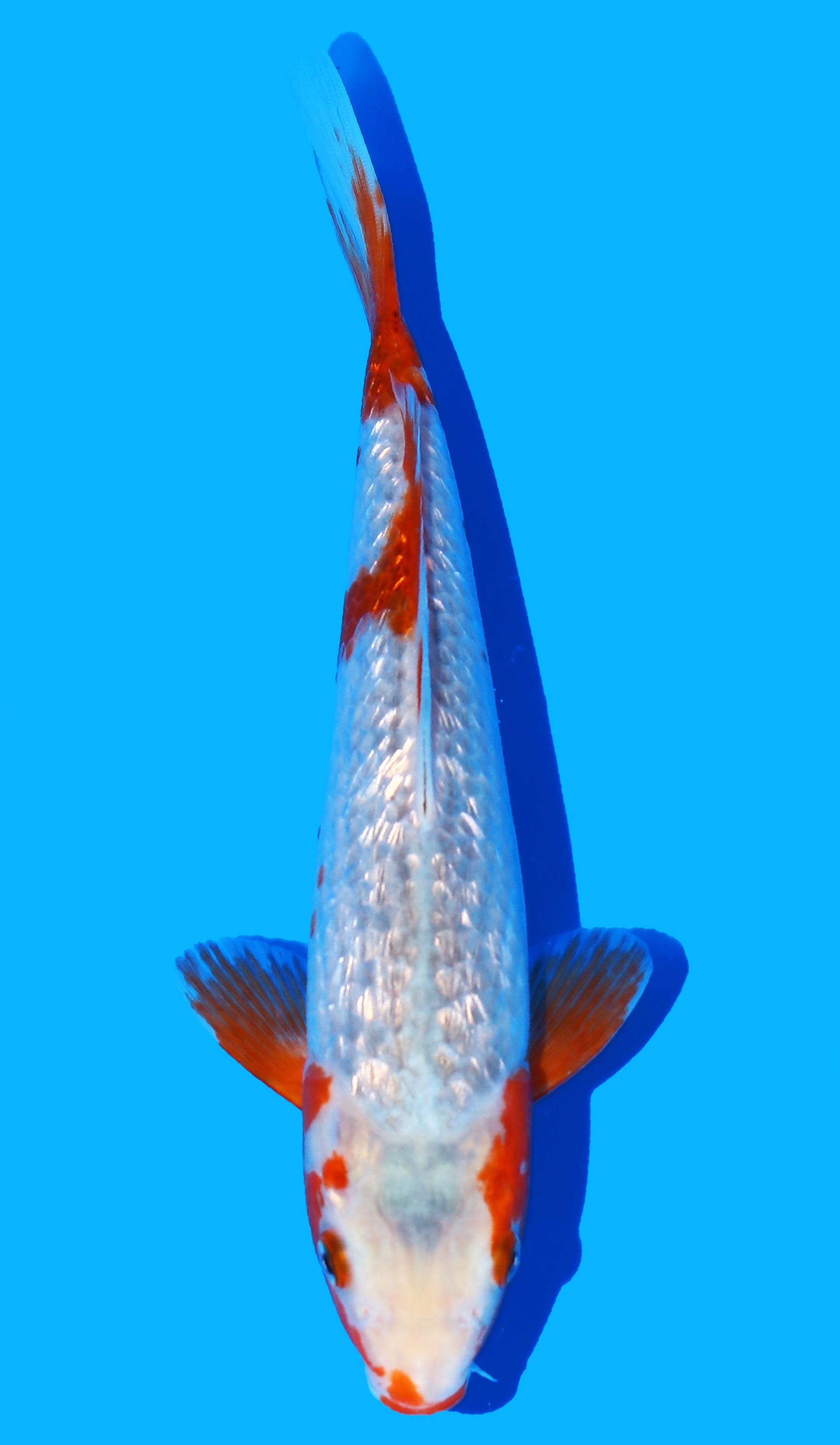 Photo of a koi fish