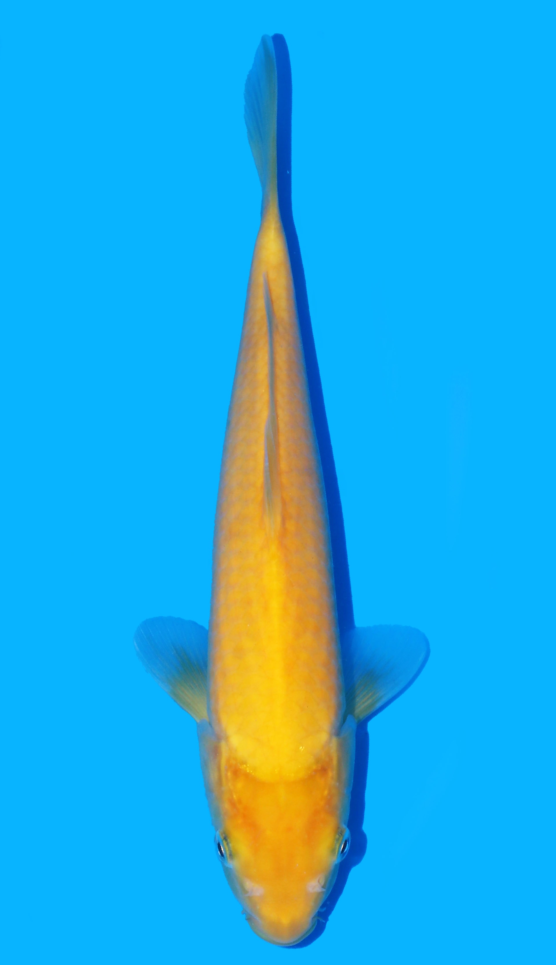 Photo of a koi fish