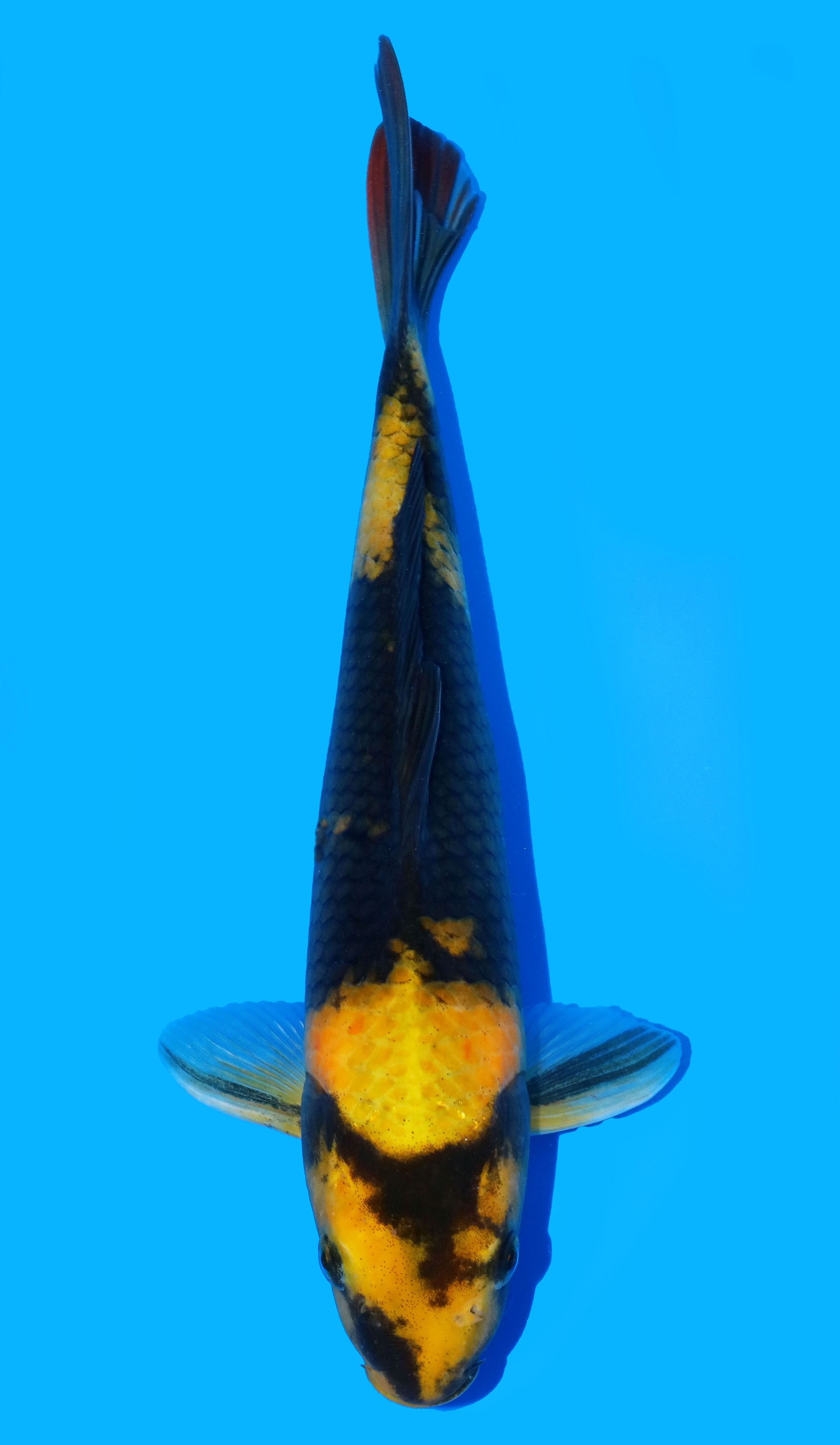 Photo of Ki Utsuri  Koi
