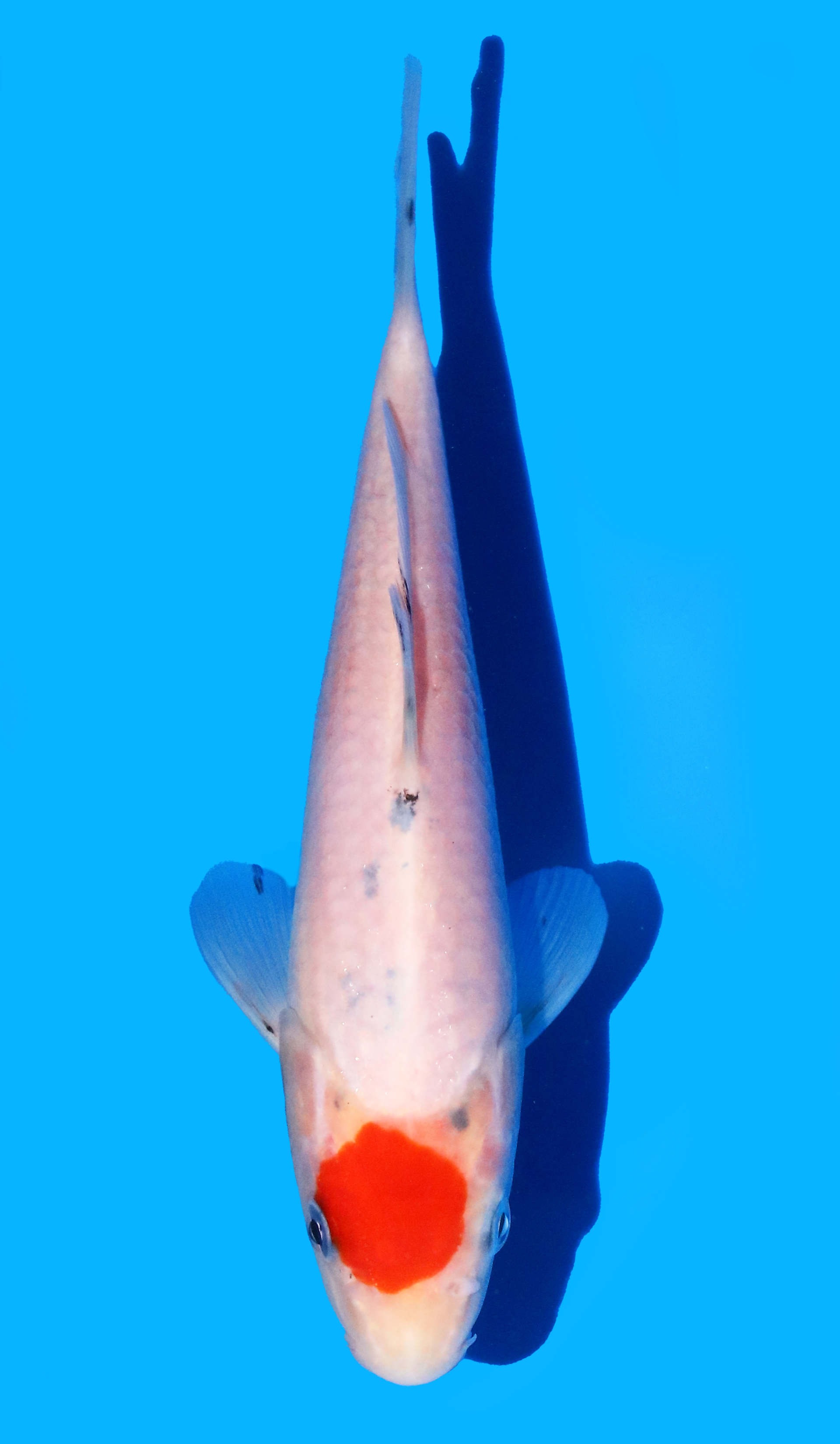 Photo of Tancho Sanke Koi