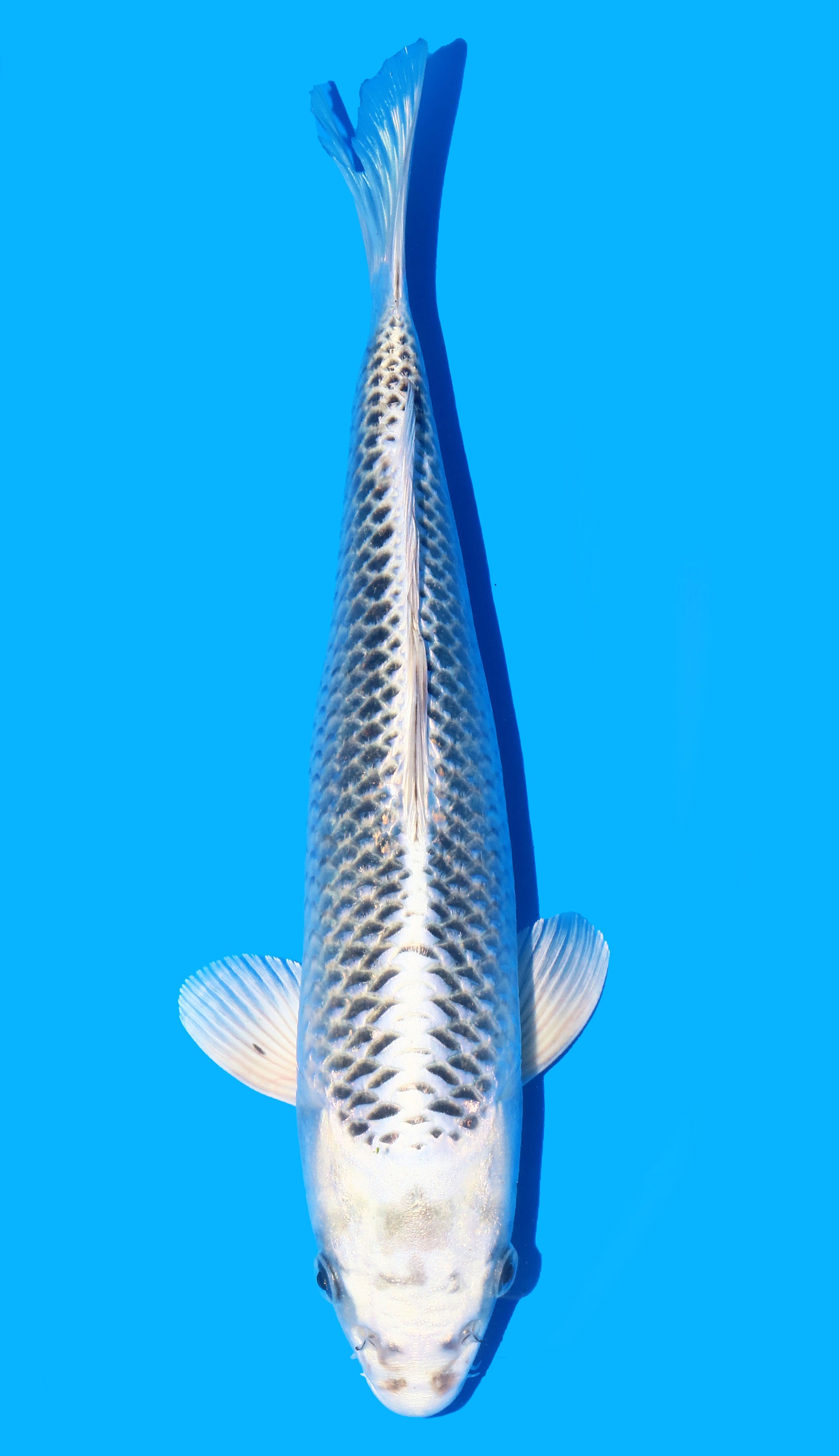 Photo of Gin Matsuba Koi