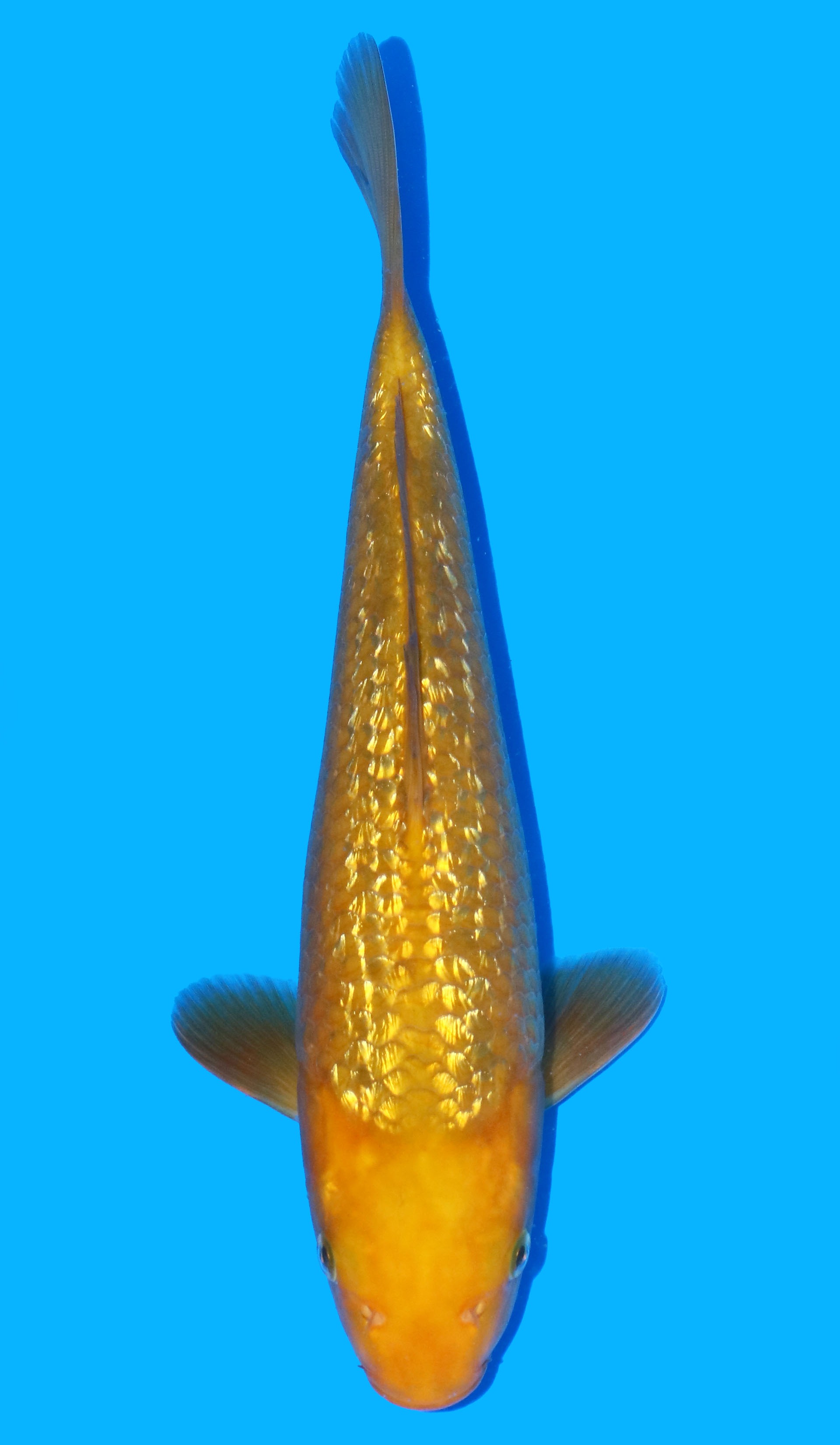 Photo of a koi fish