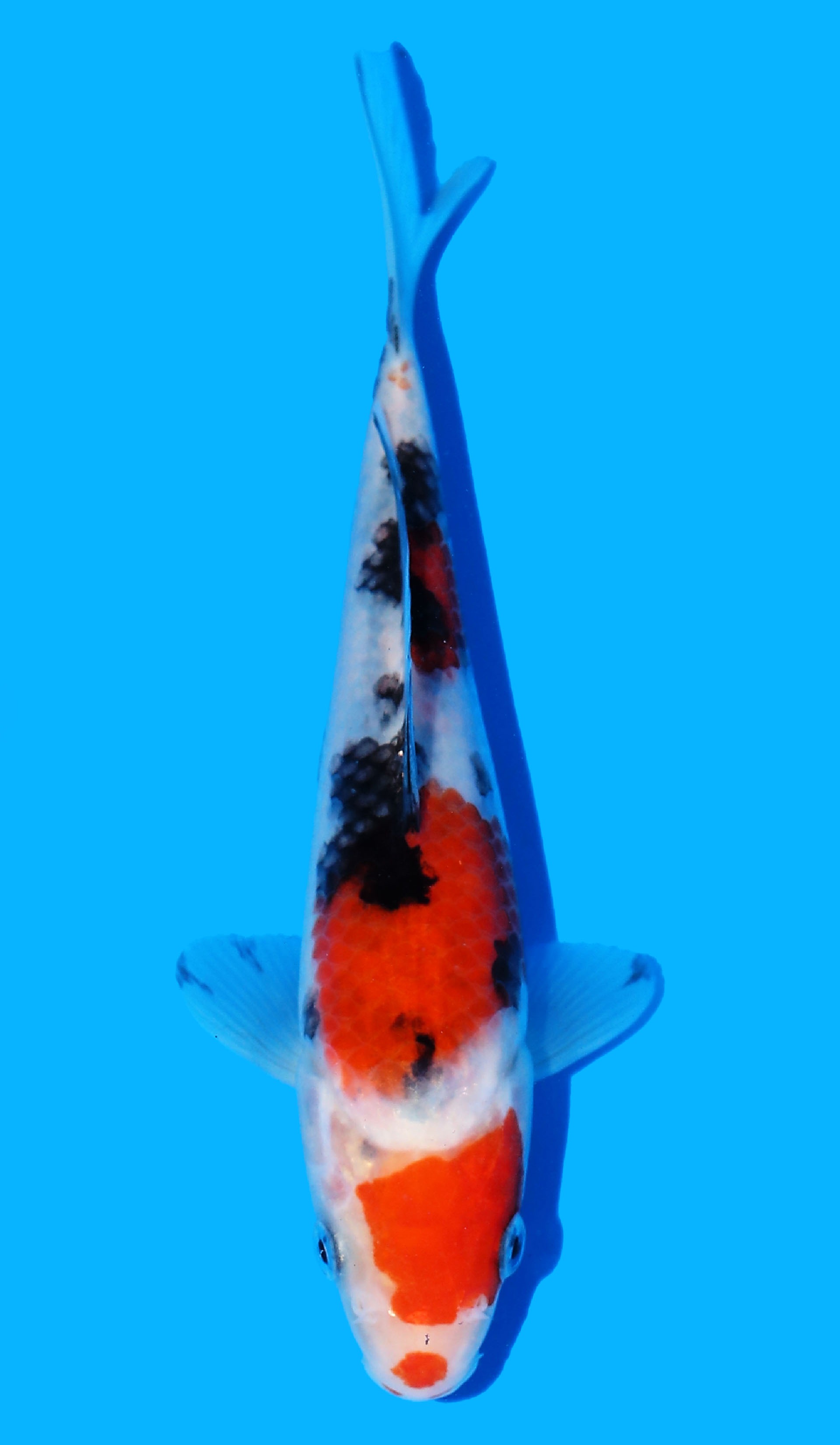 Photo of Sanke Koi