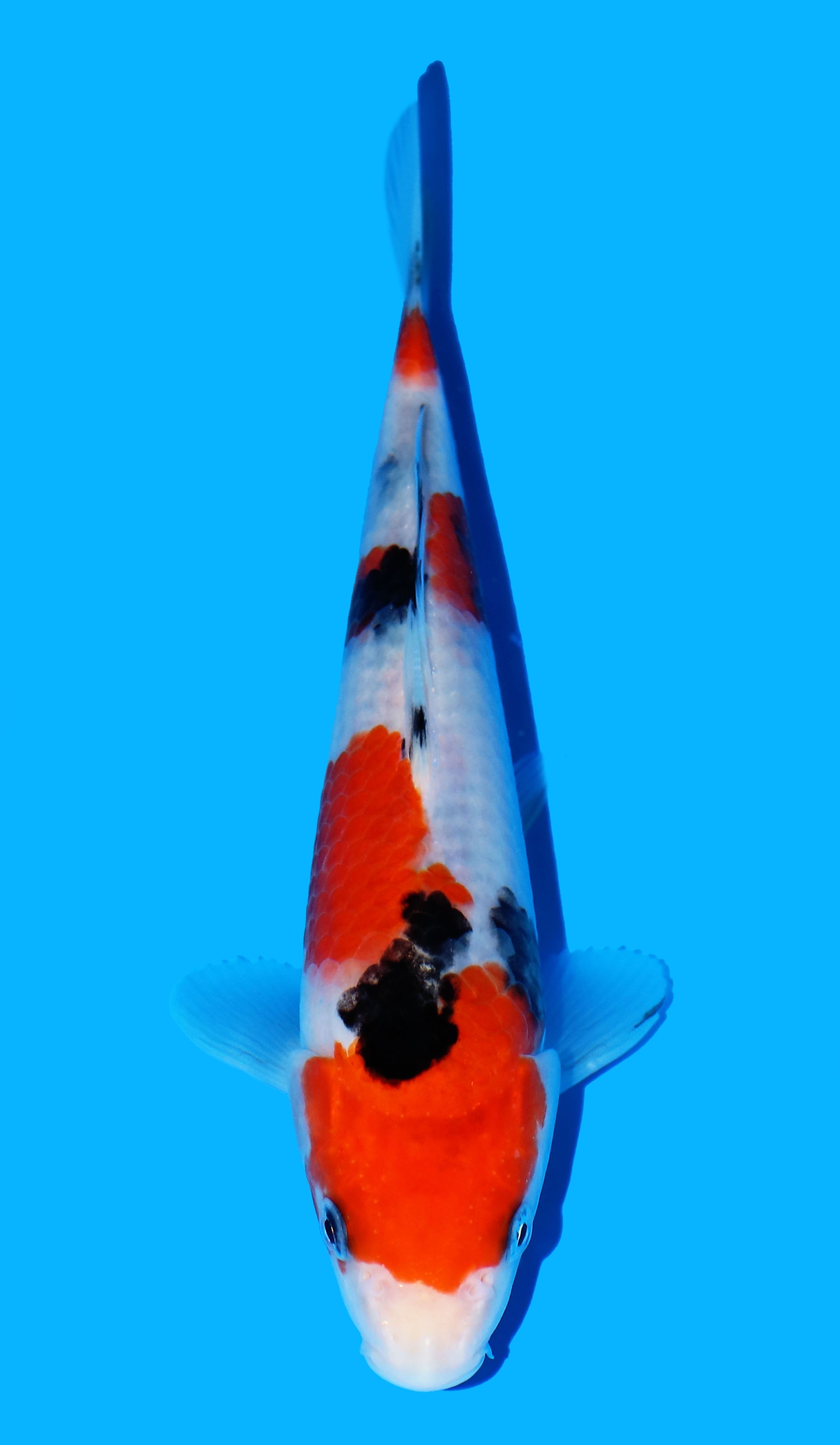 Photo of Sanke Koi