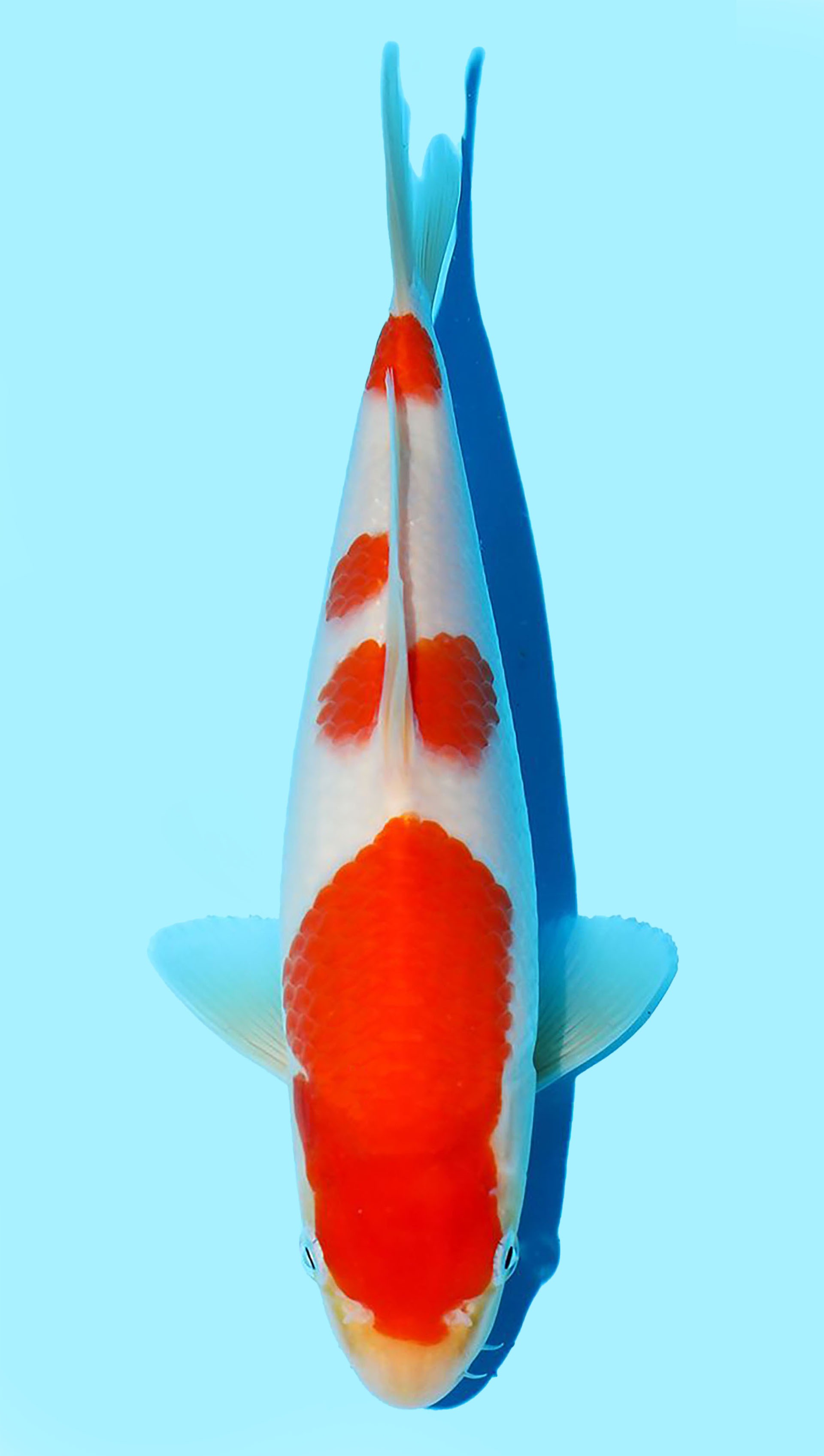 Photo of Kohaku Koi