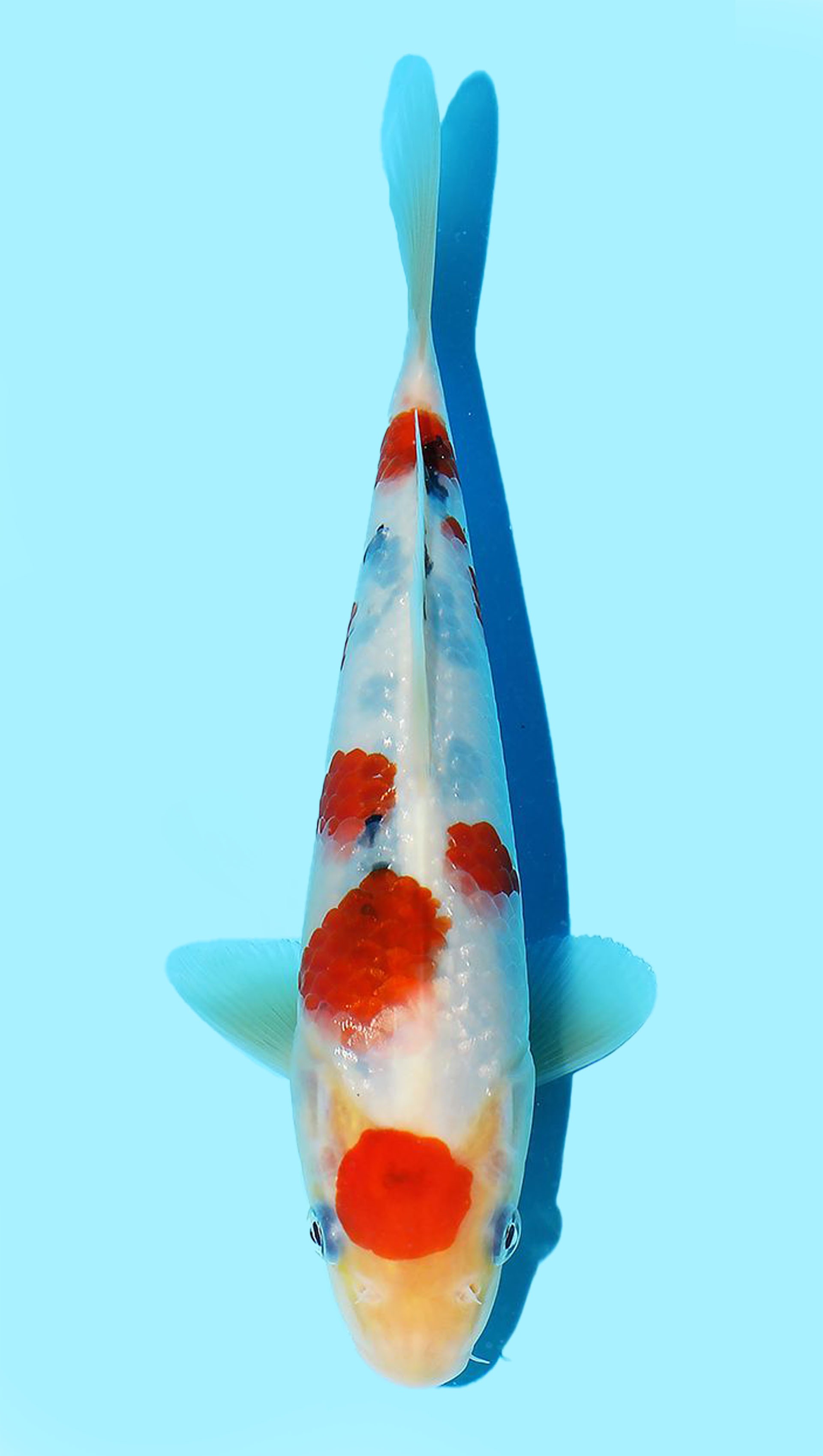 Photo of Sanke Koi