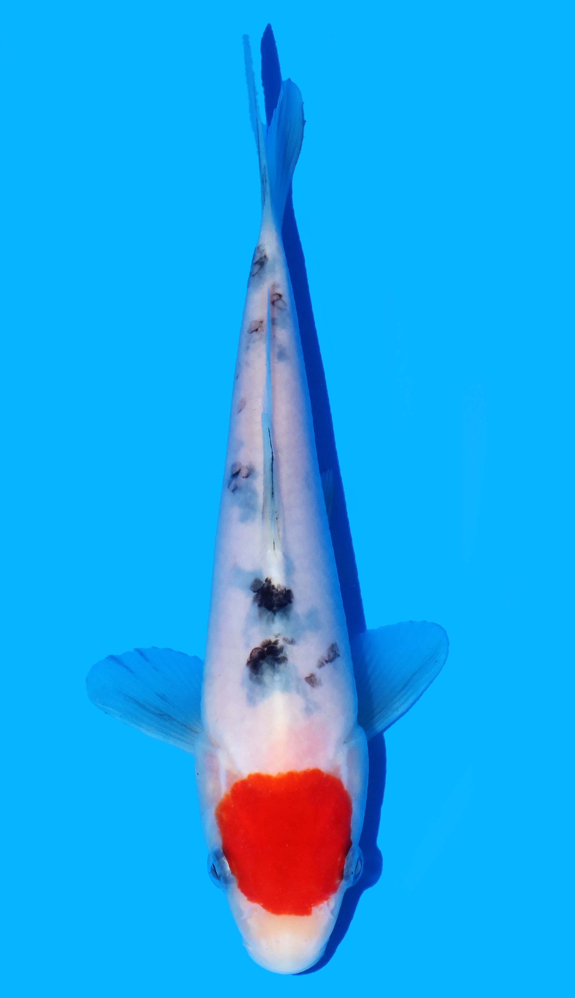 Photo of a koi fish