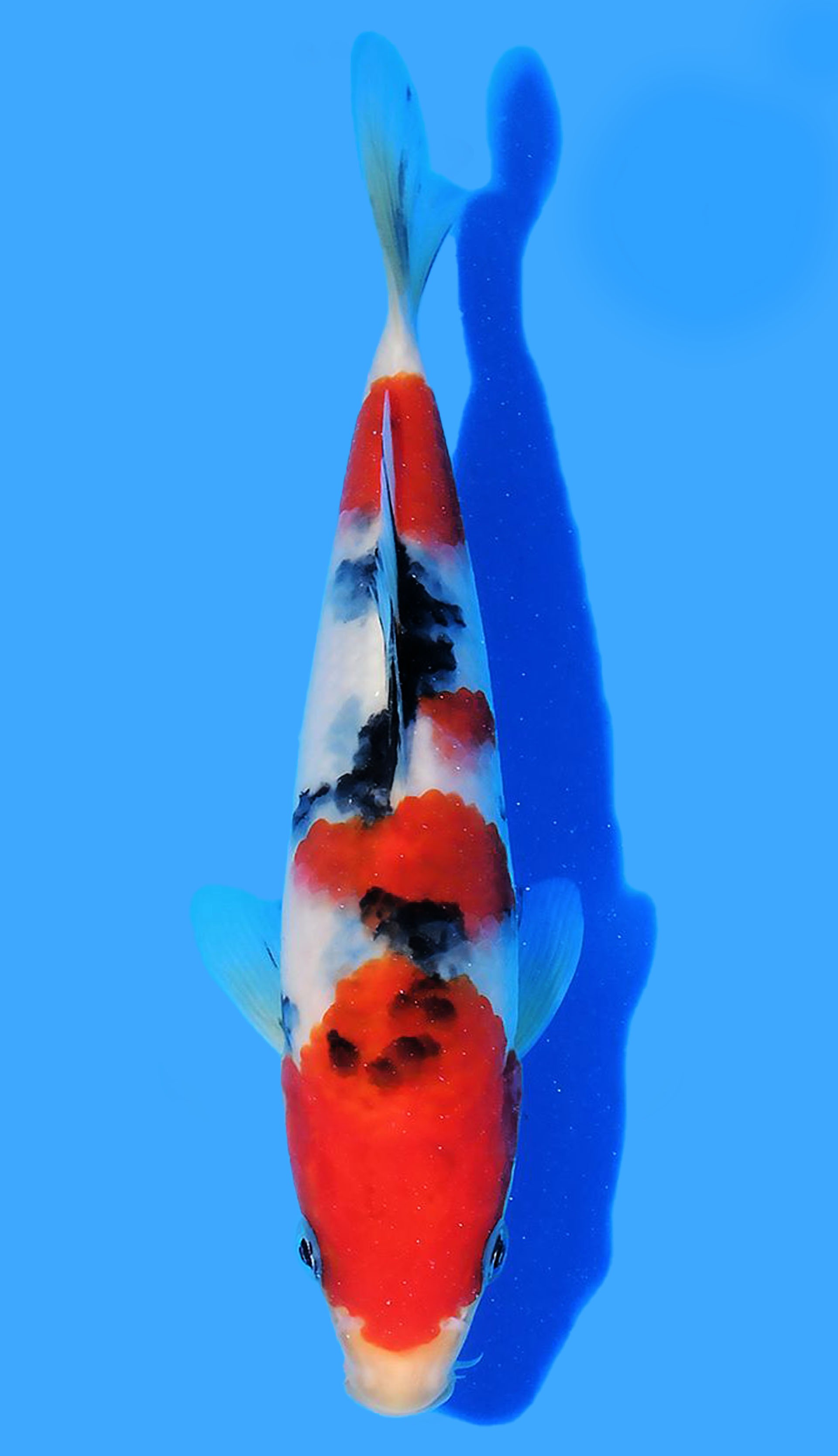 Photo of Sanke Koi