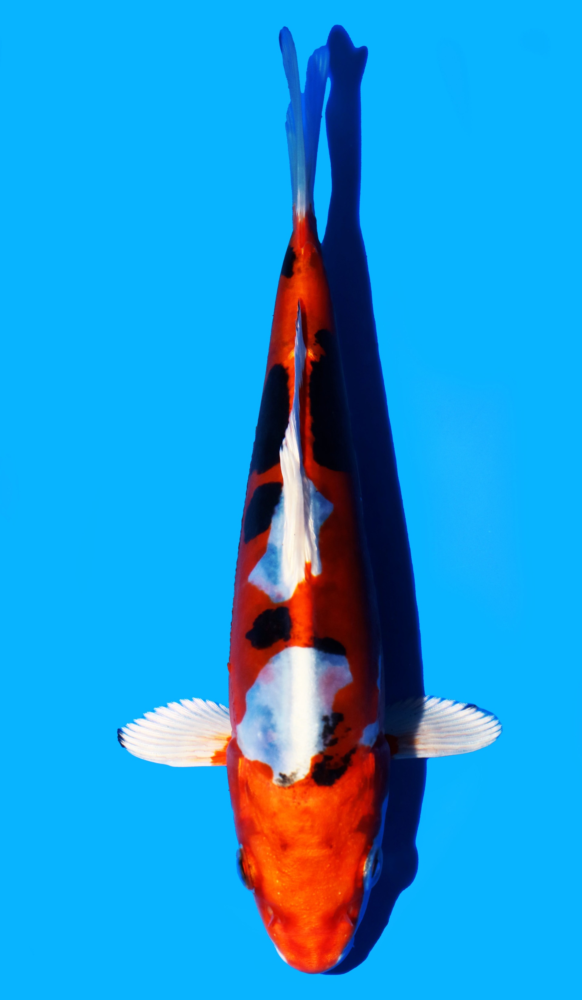 Photo of Beni Kikokuryu Koi